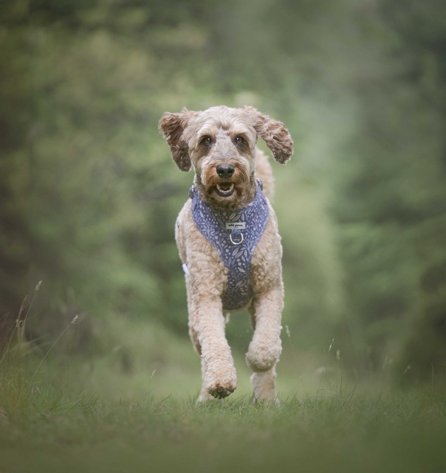 Berry Blue Adjustable Harness