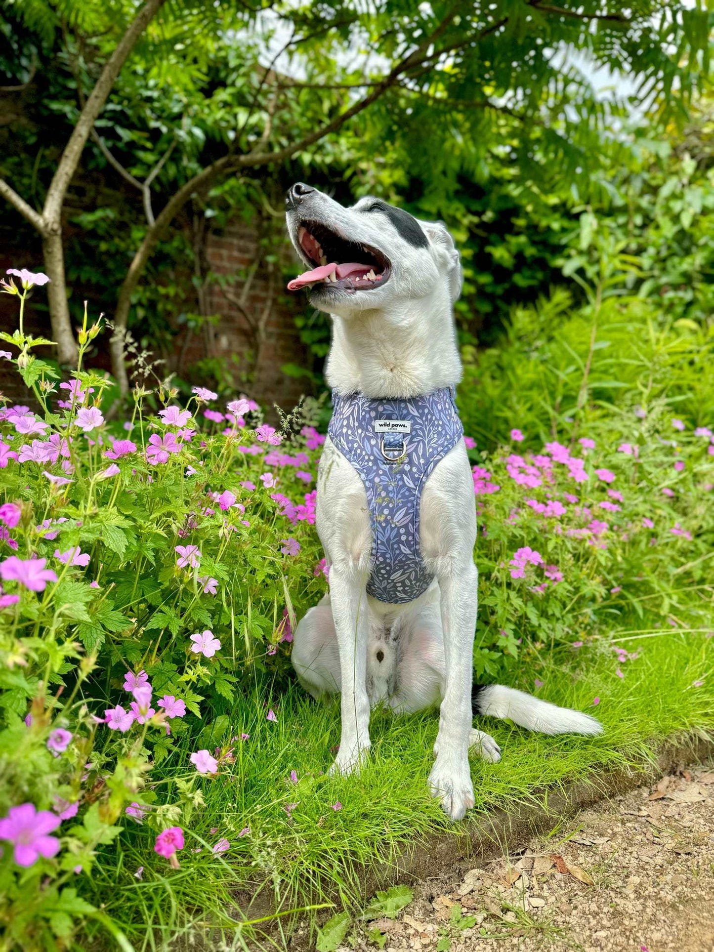 Berry Blue Adjustable Harness