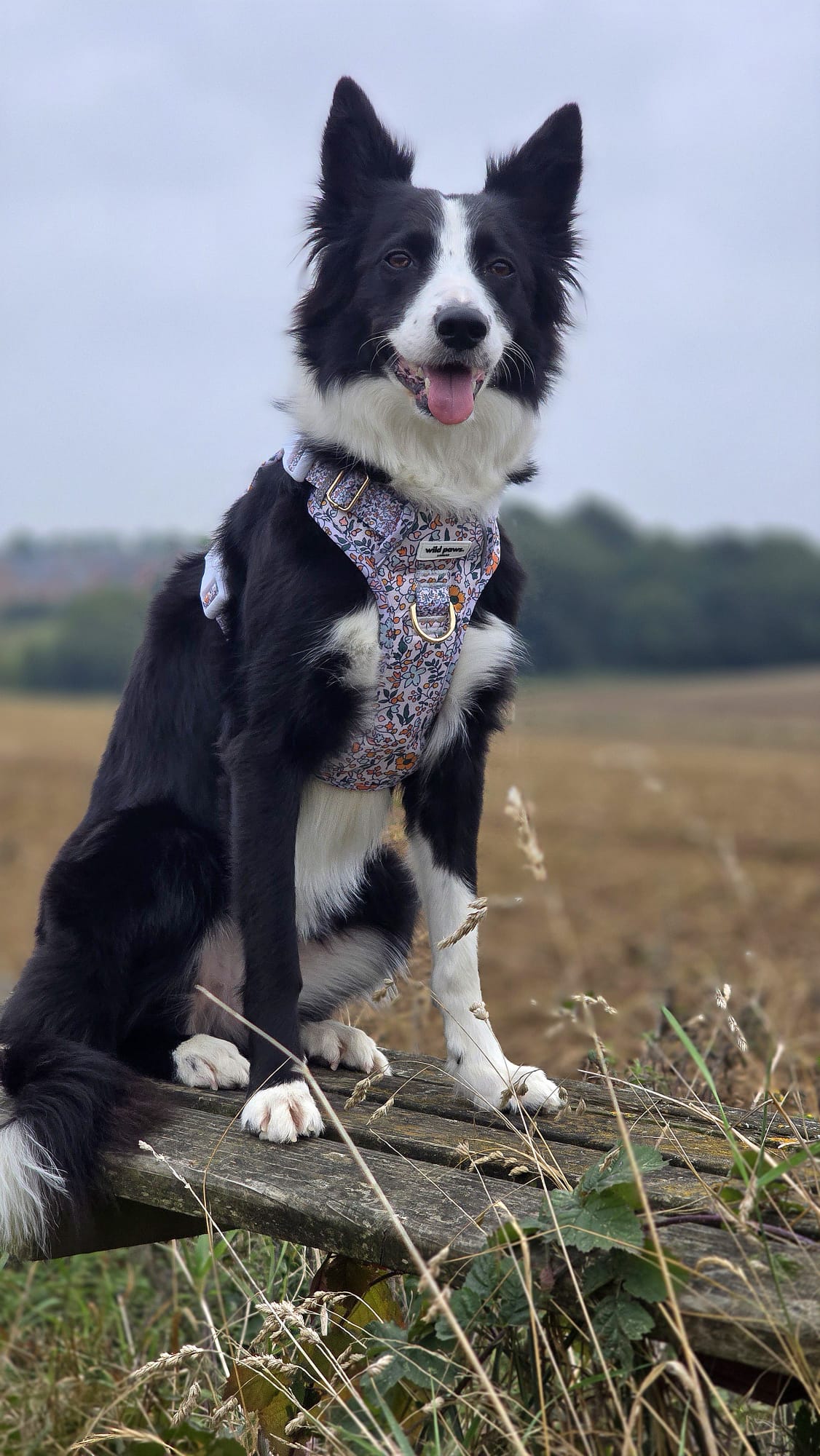 Rustic Meadow Wild Edition Harness