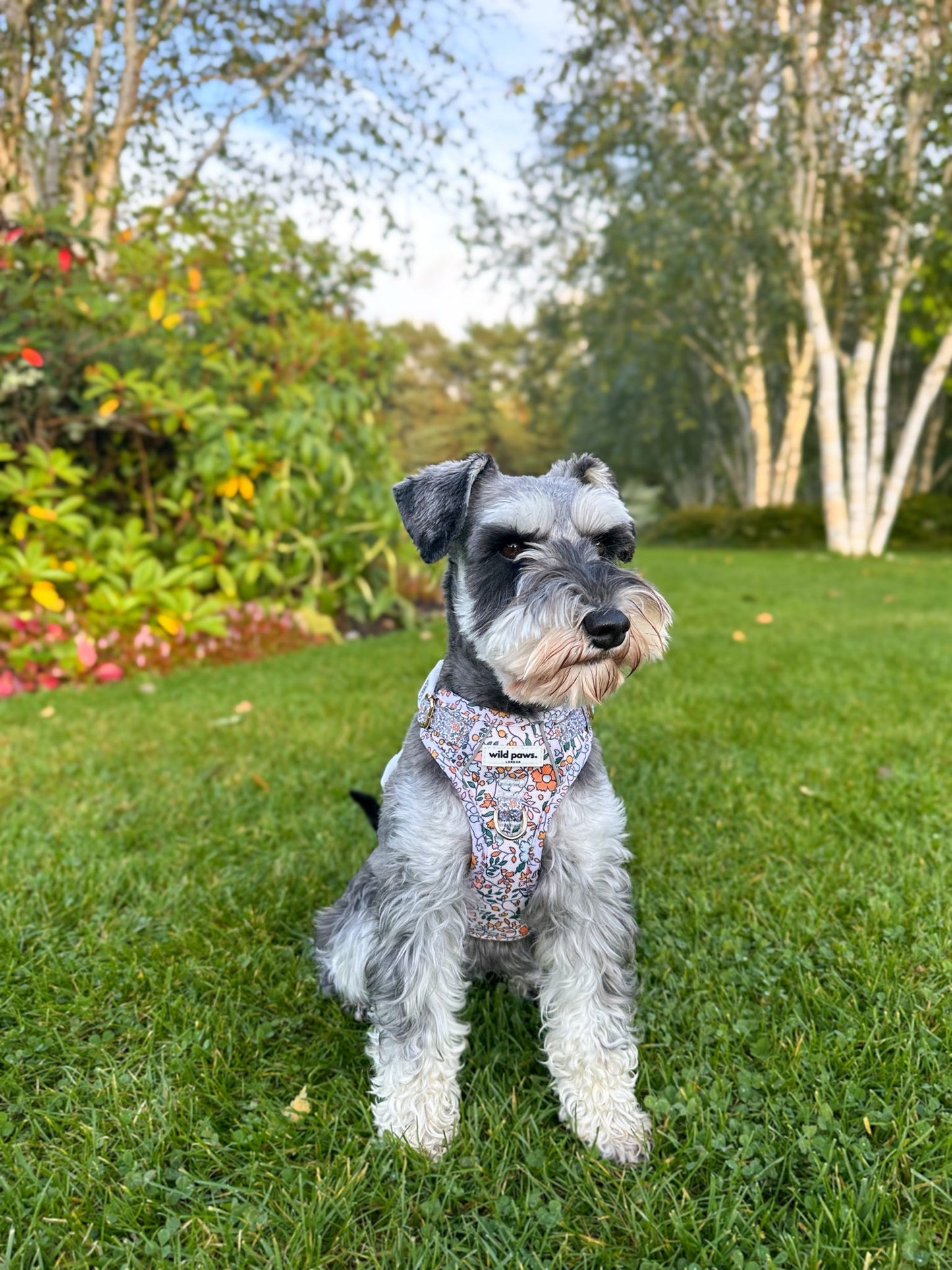 Rustic Meadow Wild Edition Harness