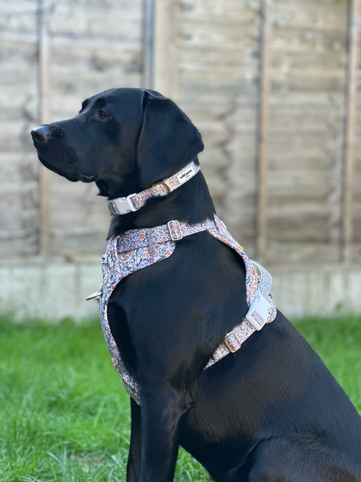 Rustic Meadow Wild Edition Harness