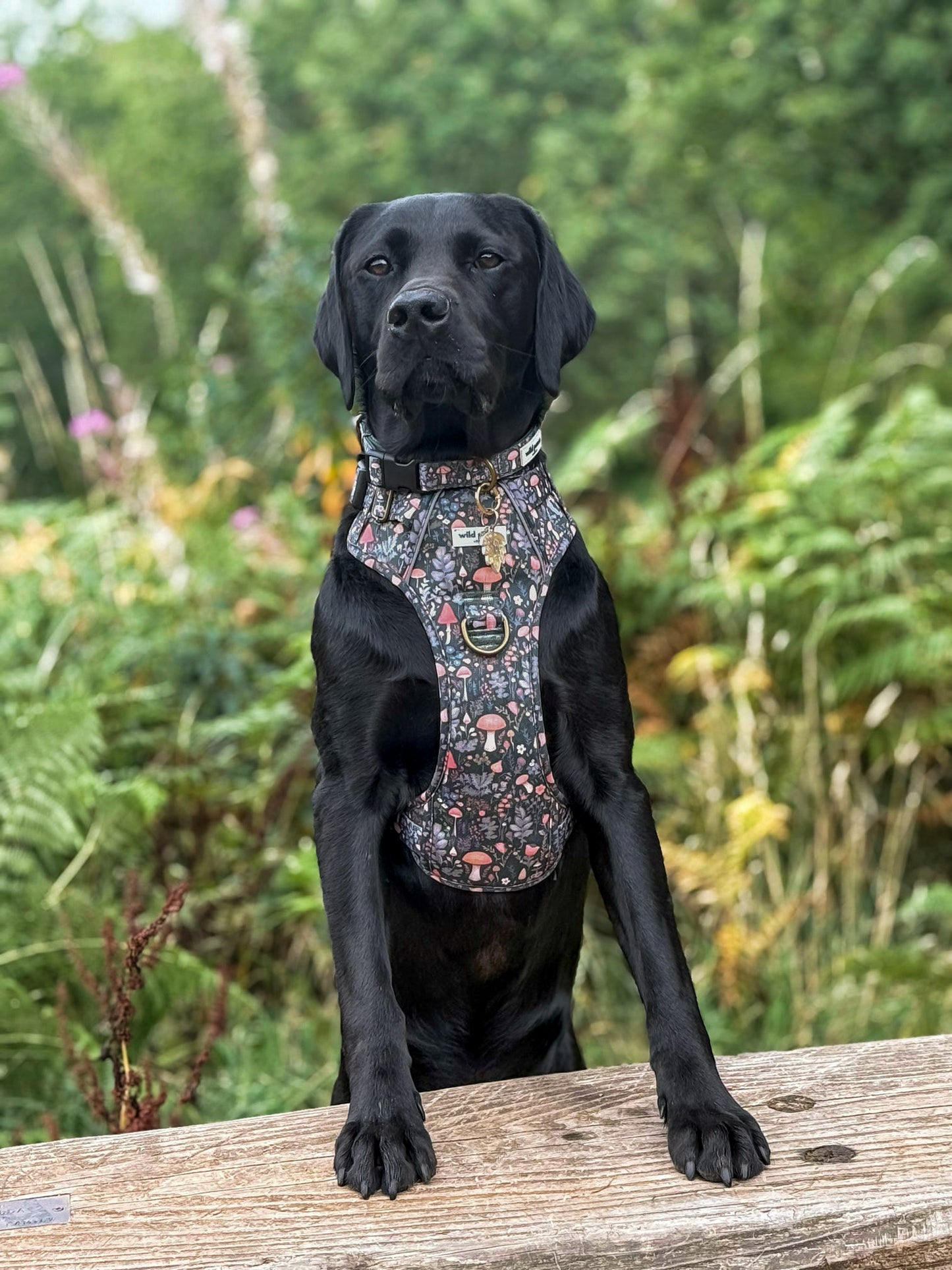 Fairytale Forest Wild Edition Harness