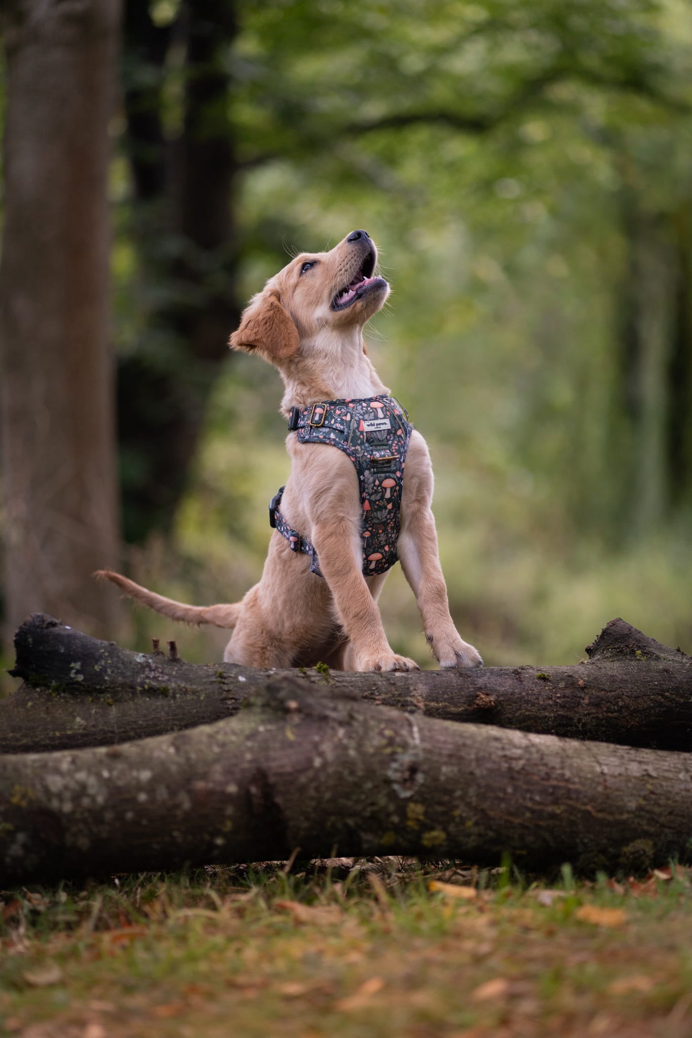 Fairytale Forest Wild Edition Harness