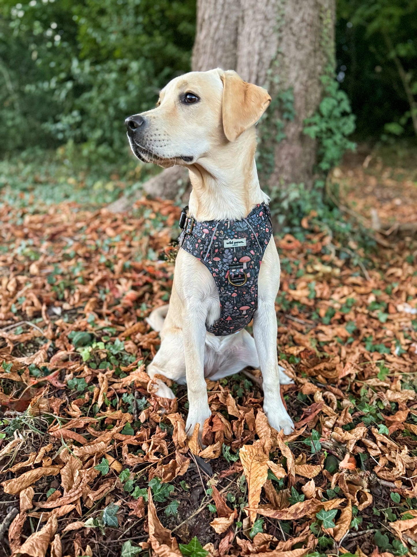 Fairytale Forest Wild Edition Harness