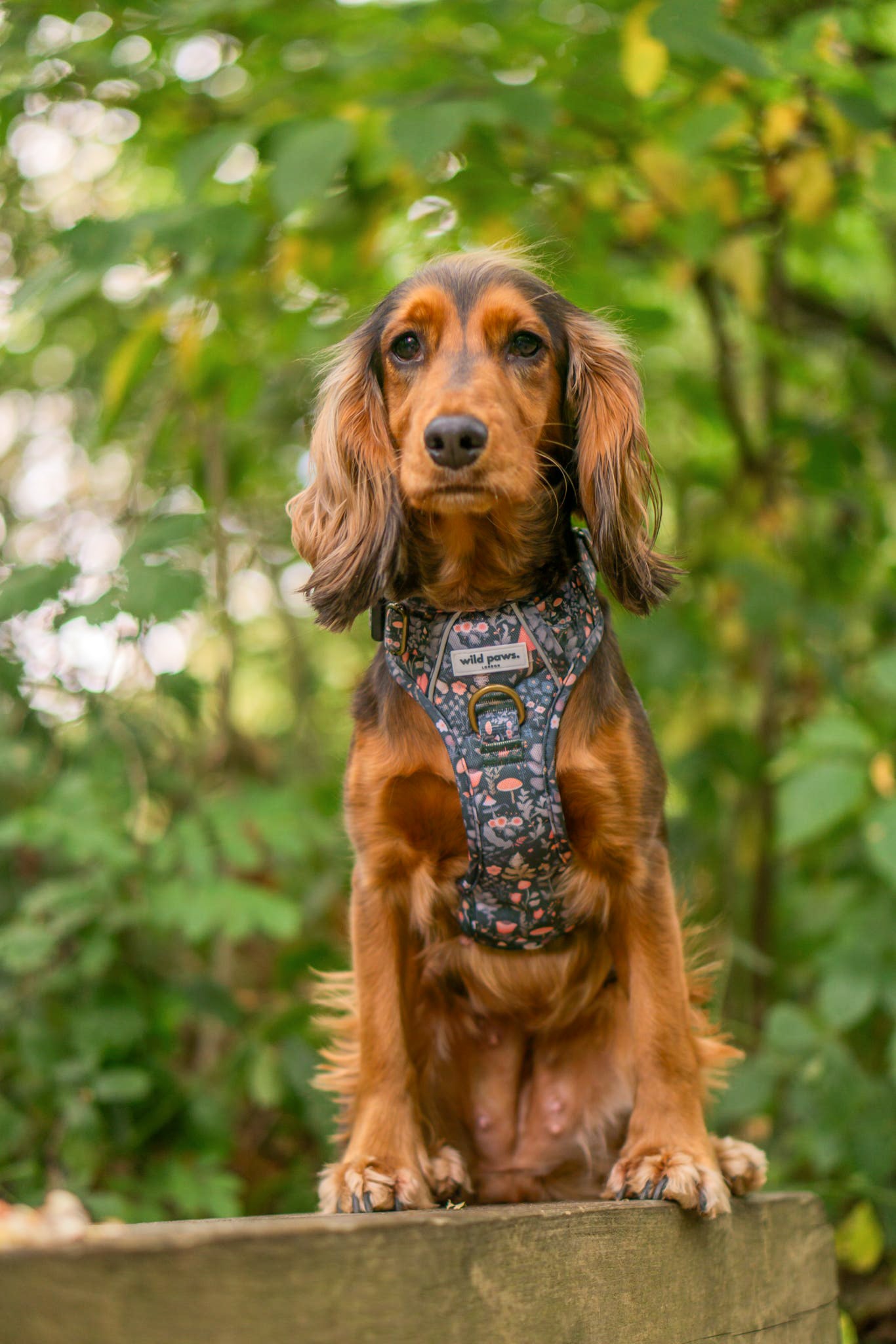 Fairytale Forest Wild Edition Harness