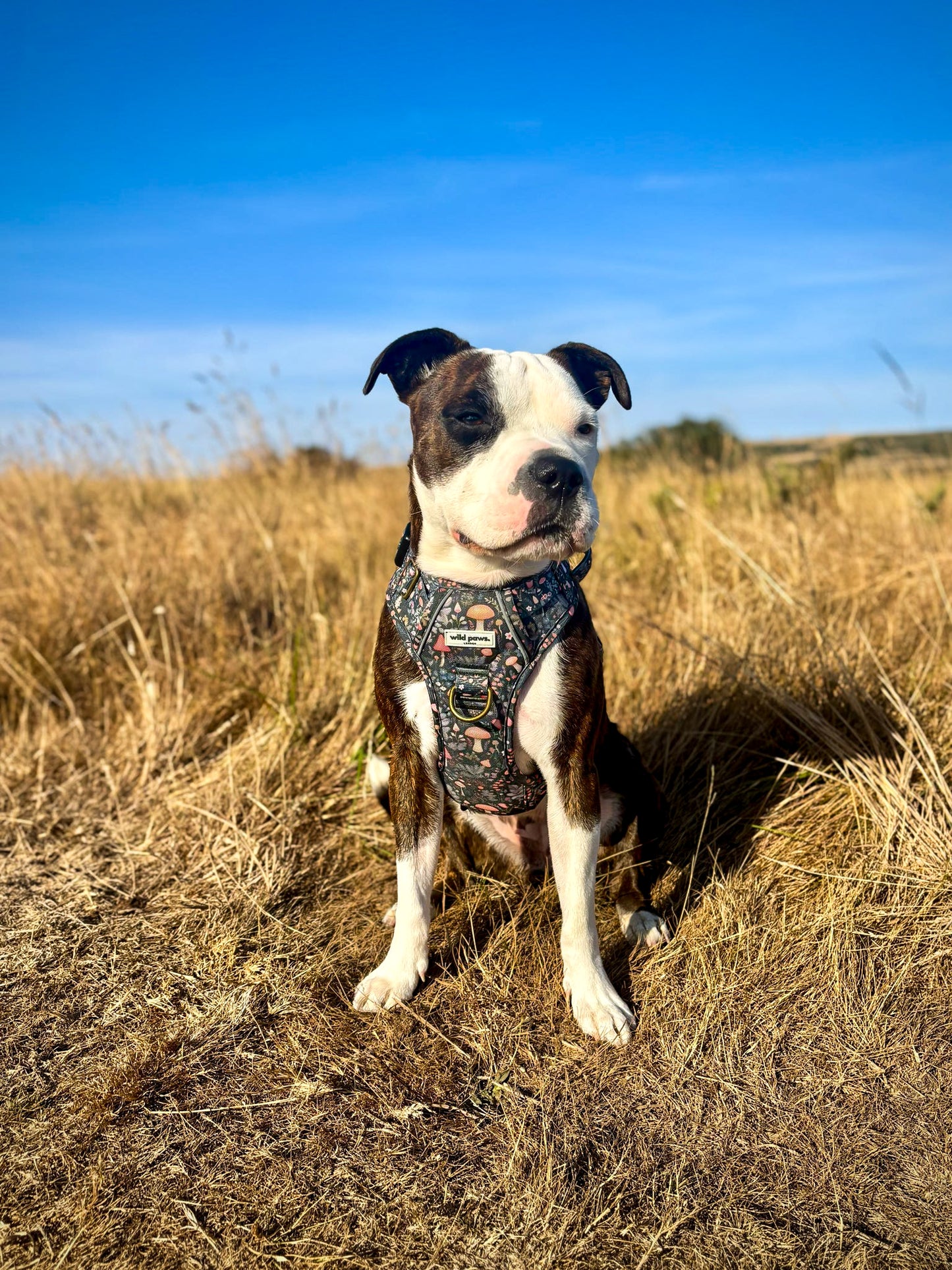 Fairytale Forest Wild Edition Harness