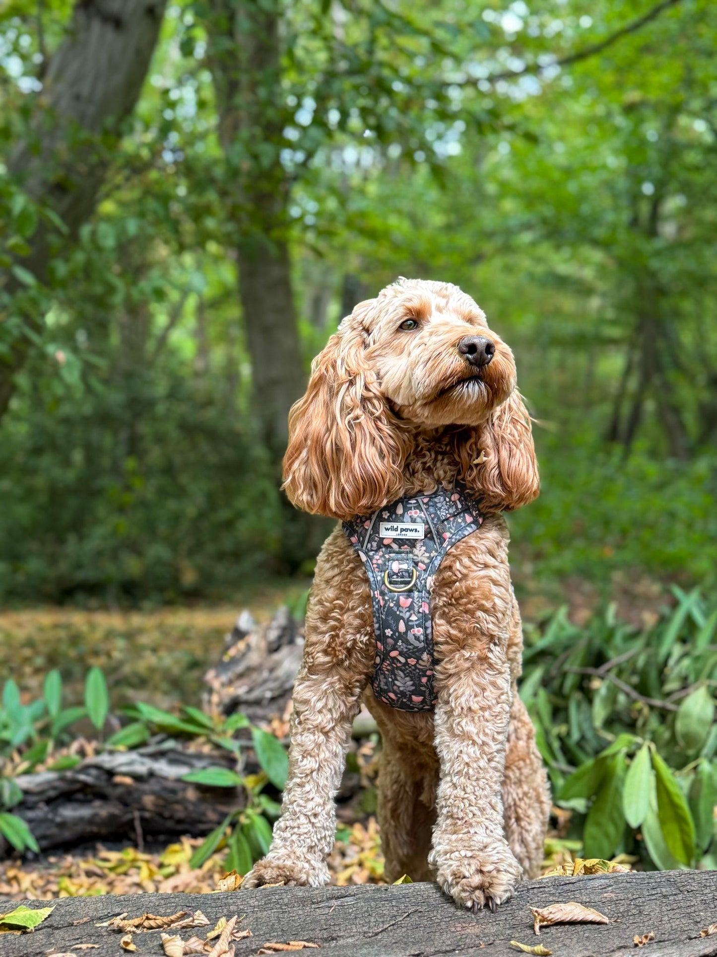 Fairytale Forest Wild Edition Harness