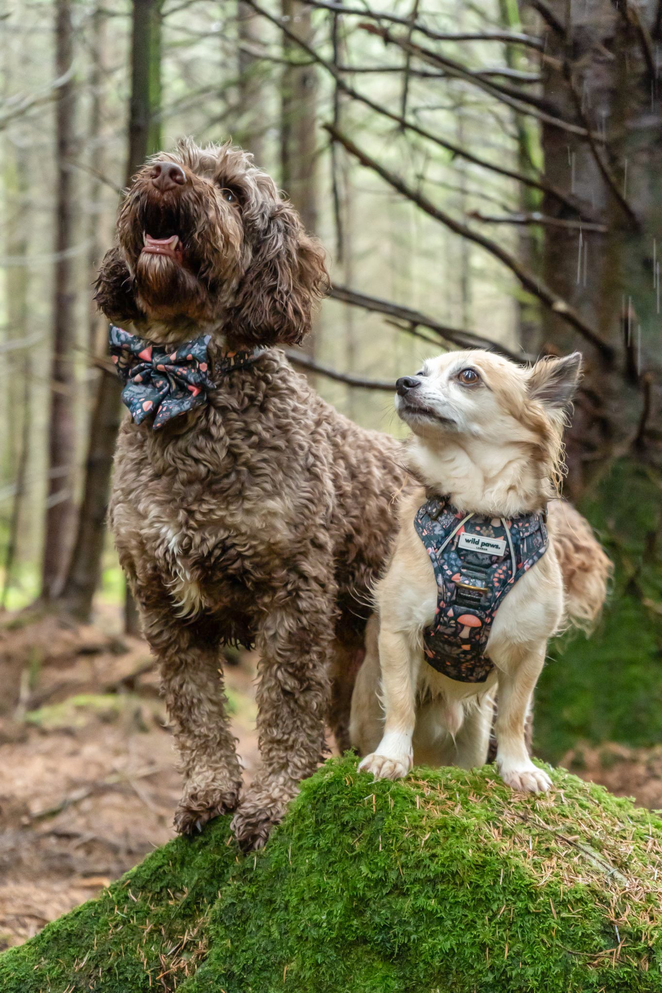 Fairytale Forest Wild Edition Harness