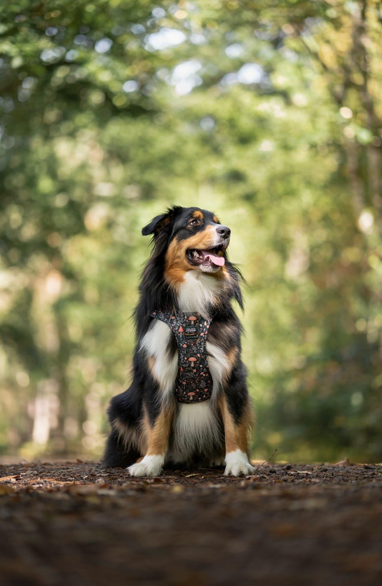 Fairytale Forest Wild Edition Harness