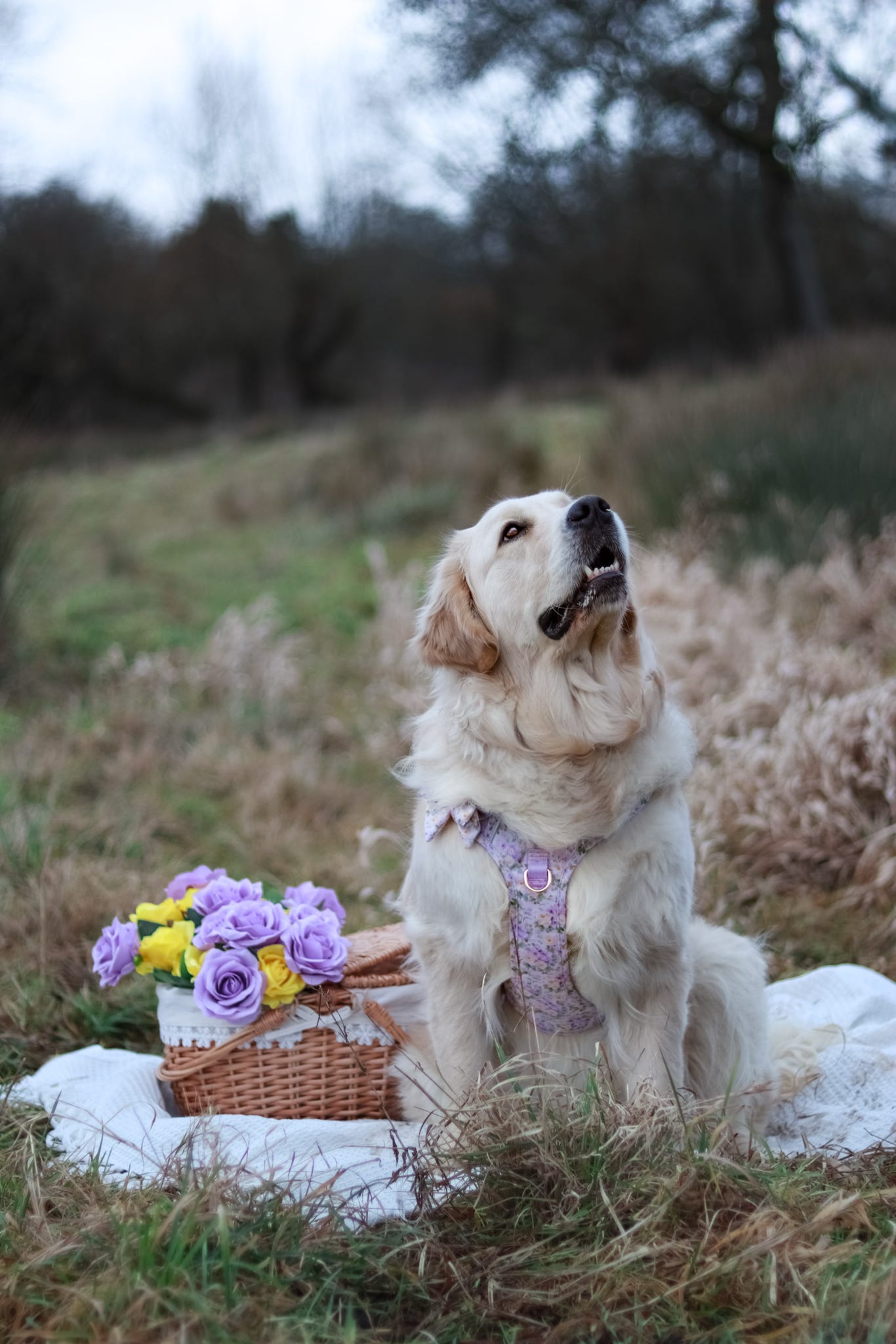 Vintage Violets Wild Edition Harness