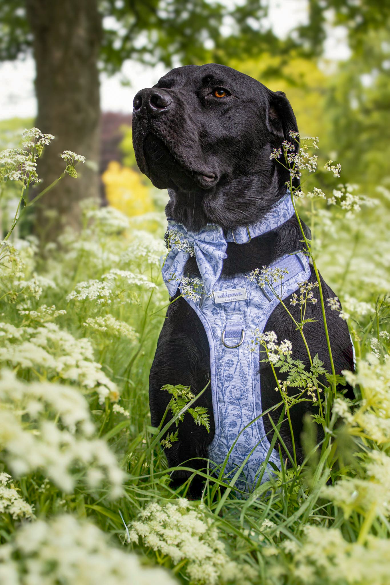 Wildflower Whispers Adjustable Collar