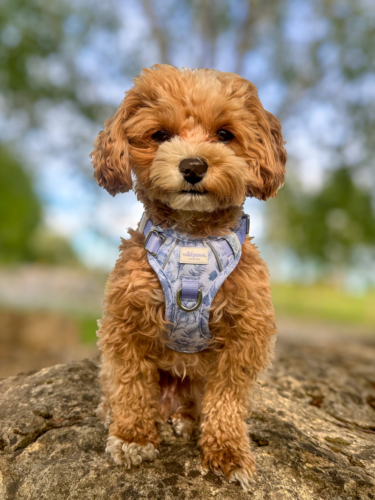 Wildflower Whispers Wild Edition Harness