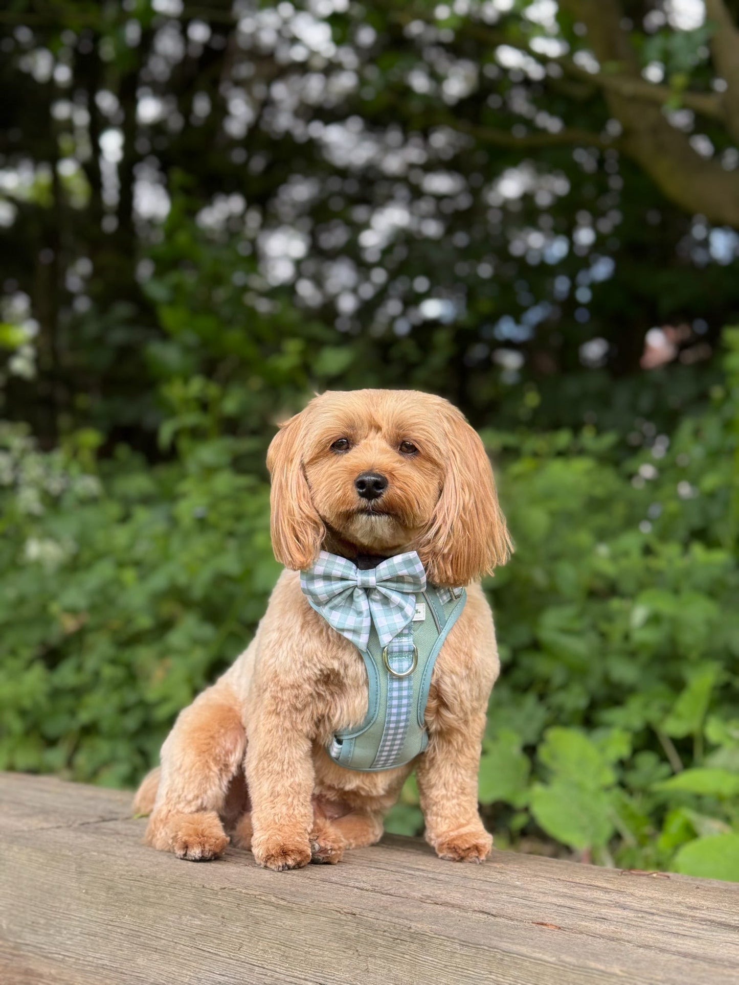 Matcha Milkshake Wild Edition Harness