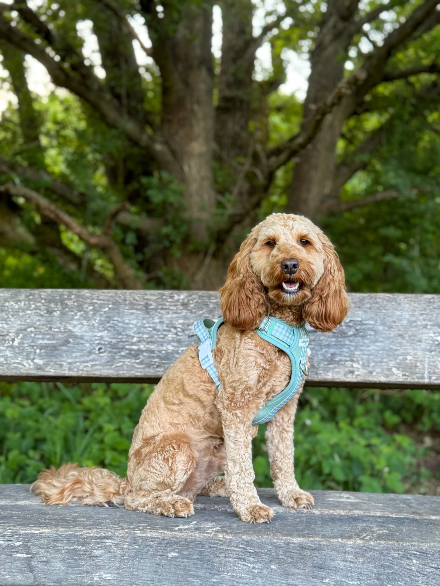 Matcha Milkshake Wild Edition Harness