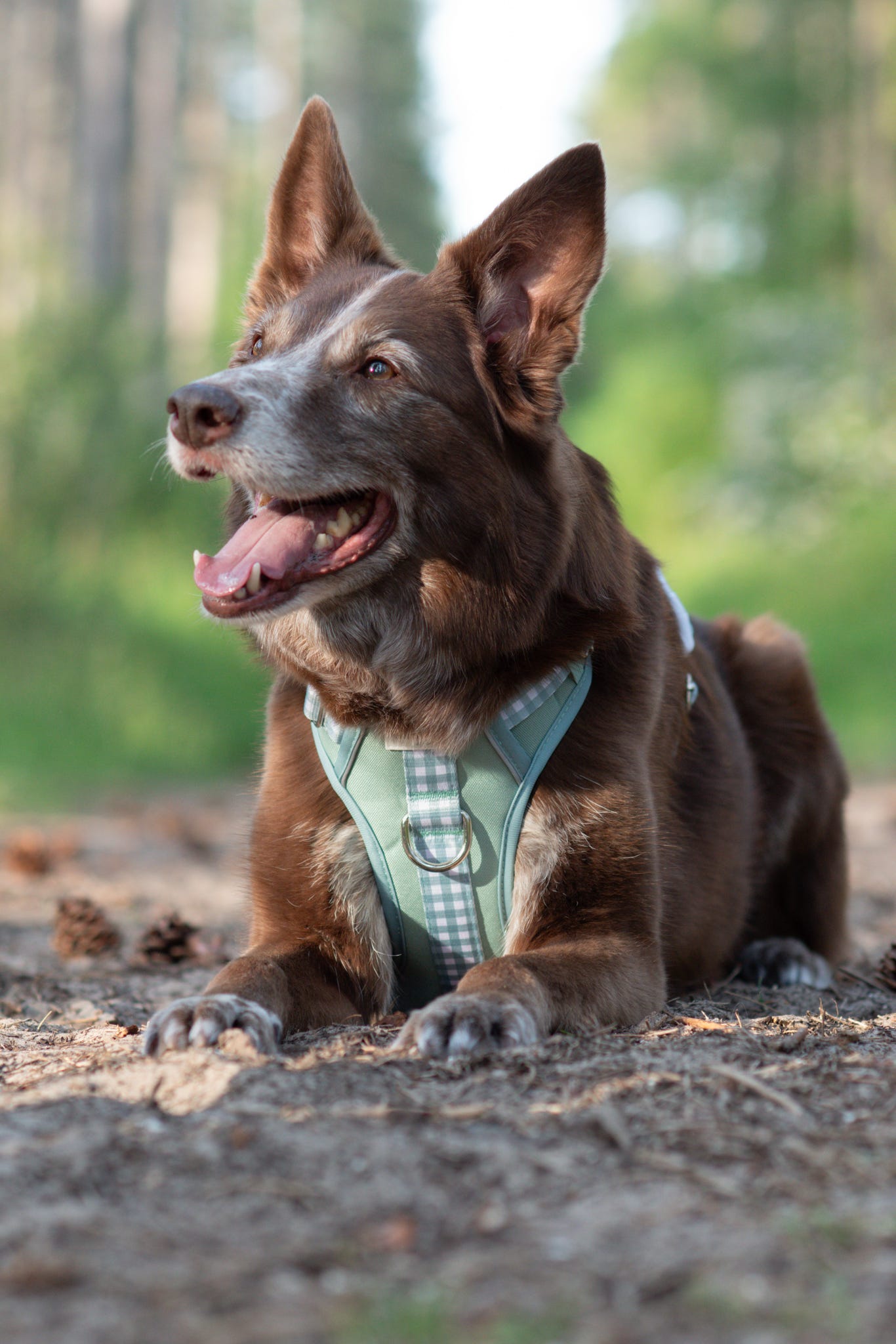 Matcha Milkshake Wild Edition Harness