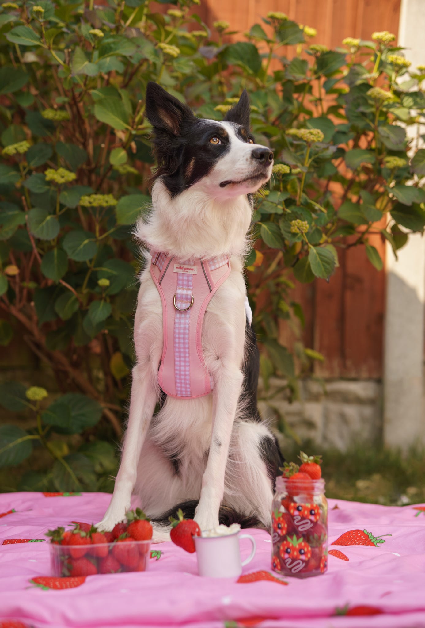 Strawberry Shortcake Wild Edition Harness