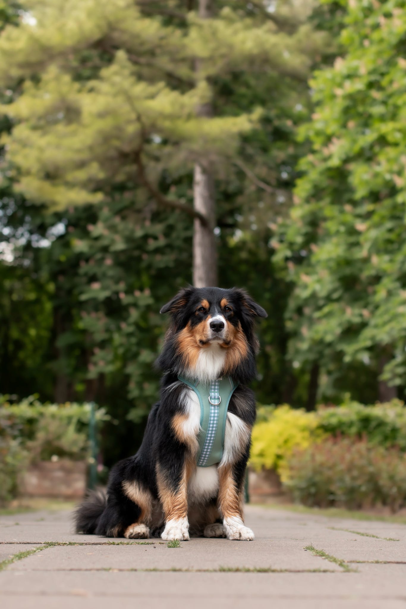 Matcha Milkshake Wild Edition Harness