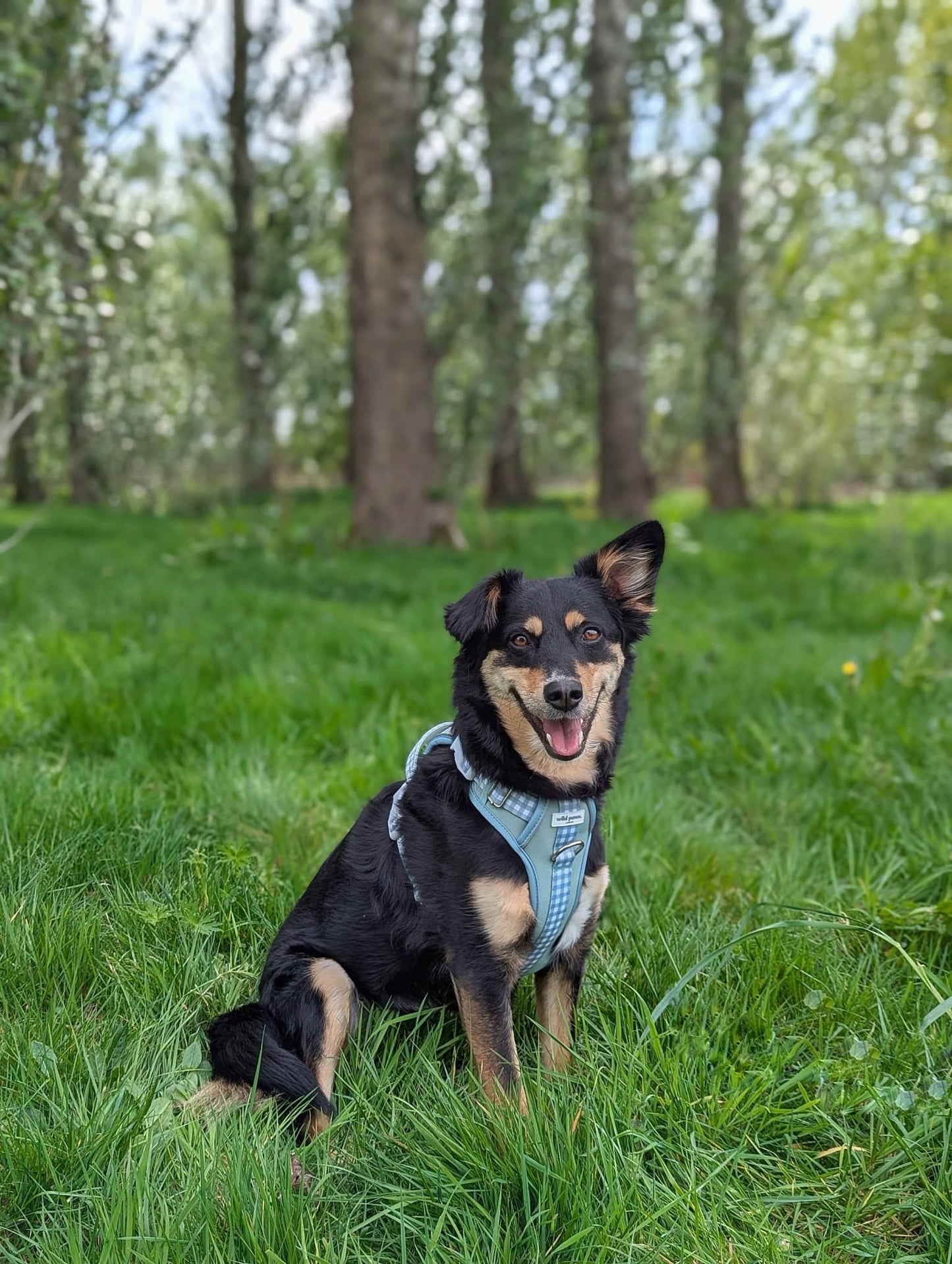 Matcha Milkshake Wild Edition Harness