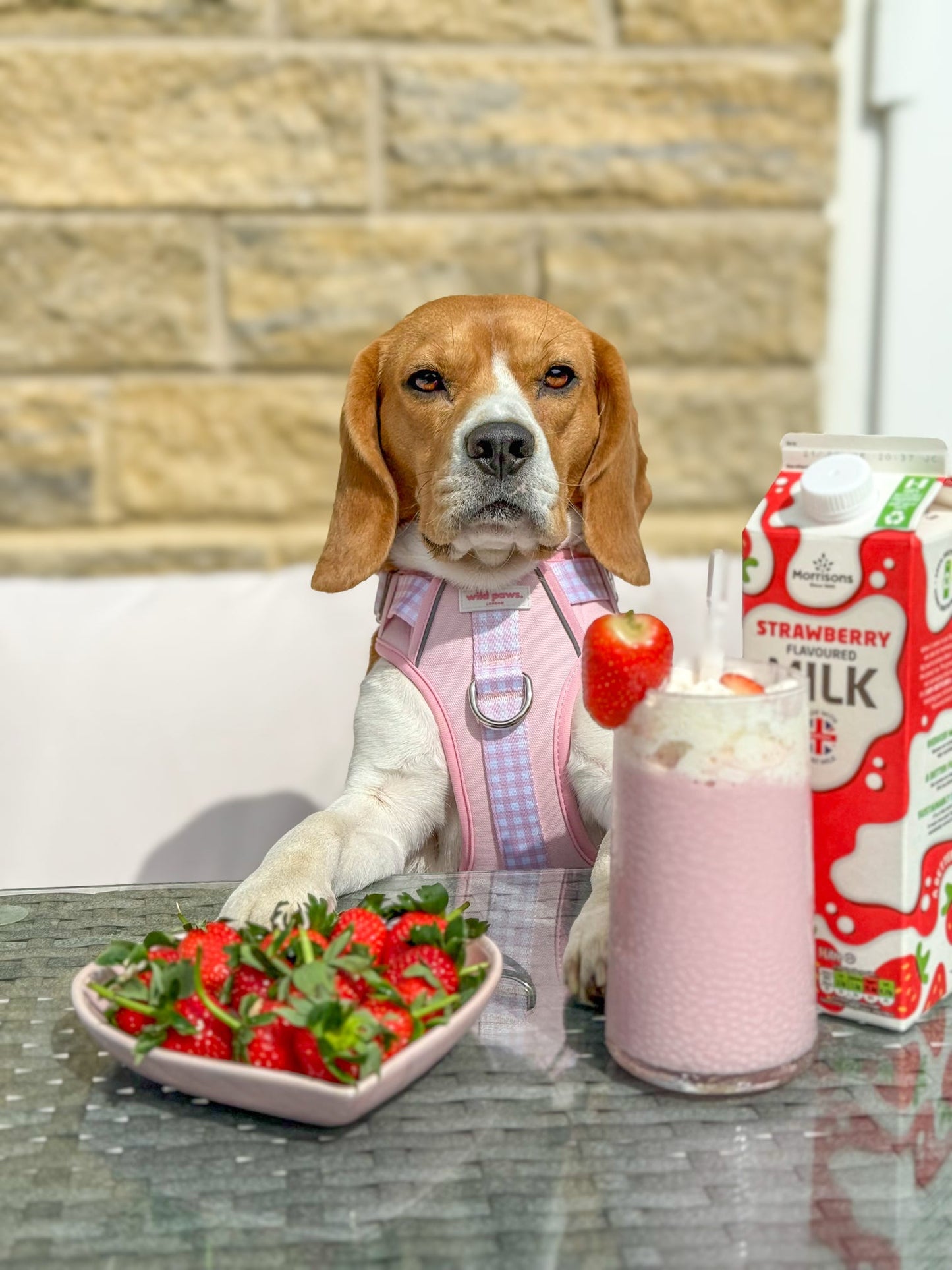 Strawberry Shortcake Wild Edition Harness