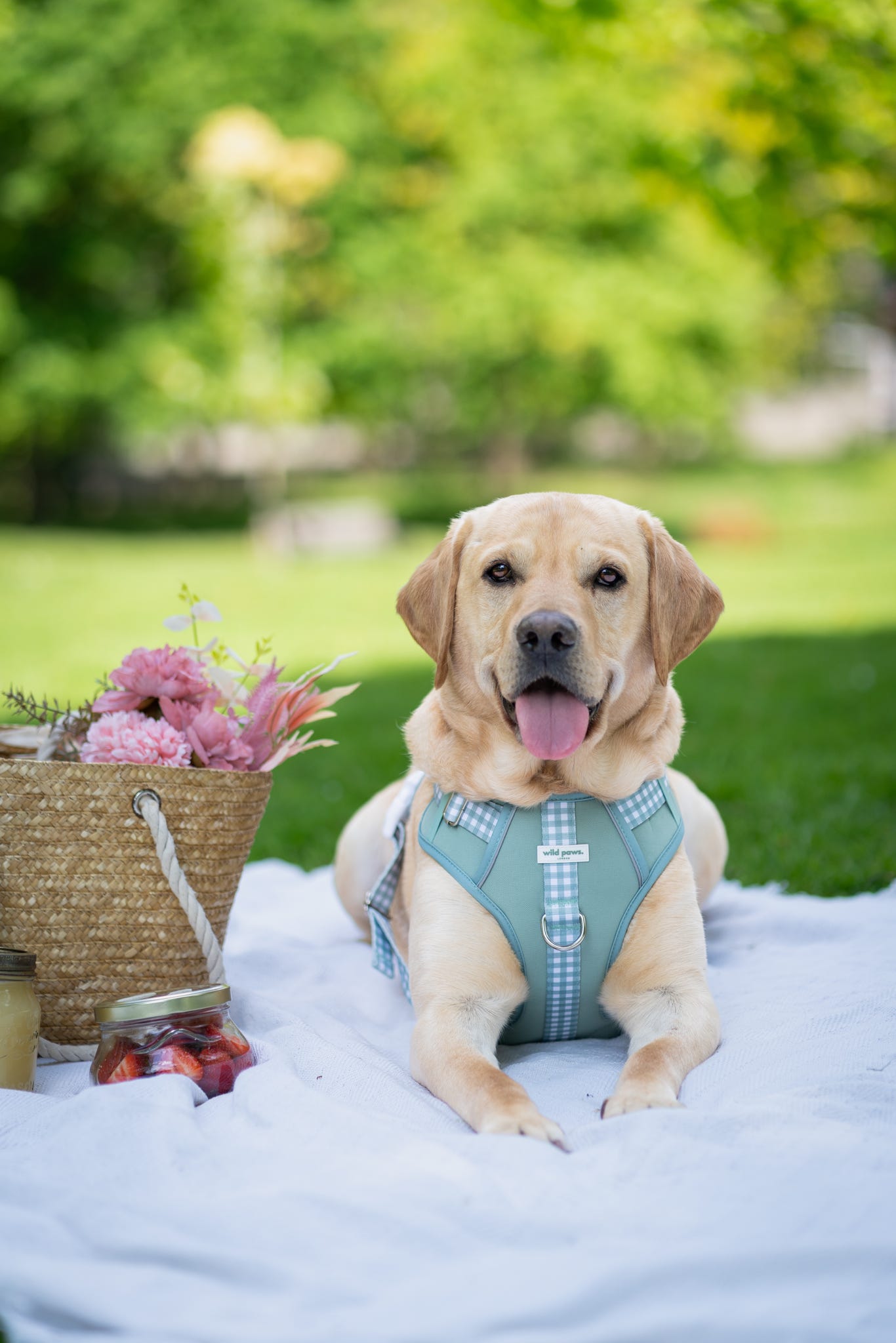 Matcha Milkshake Wild Edition Harness