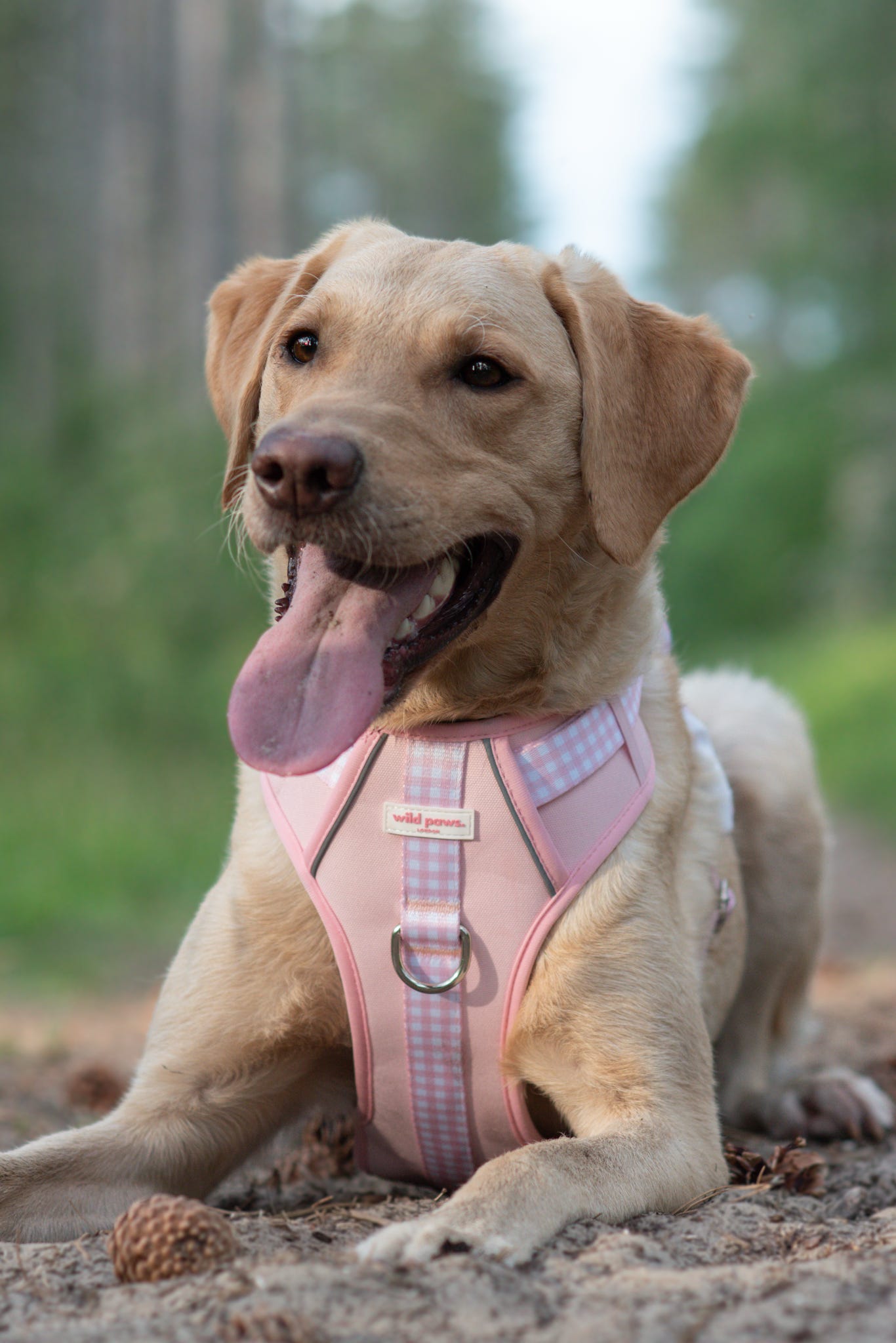 Strawberry Shortcake Wild Edition Harness
