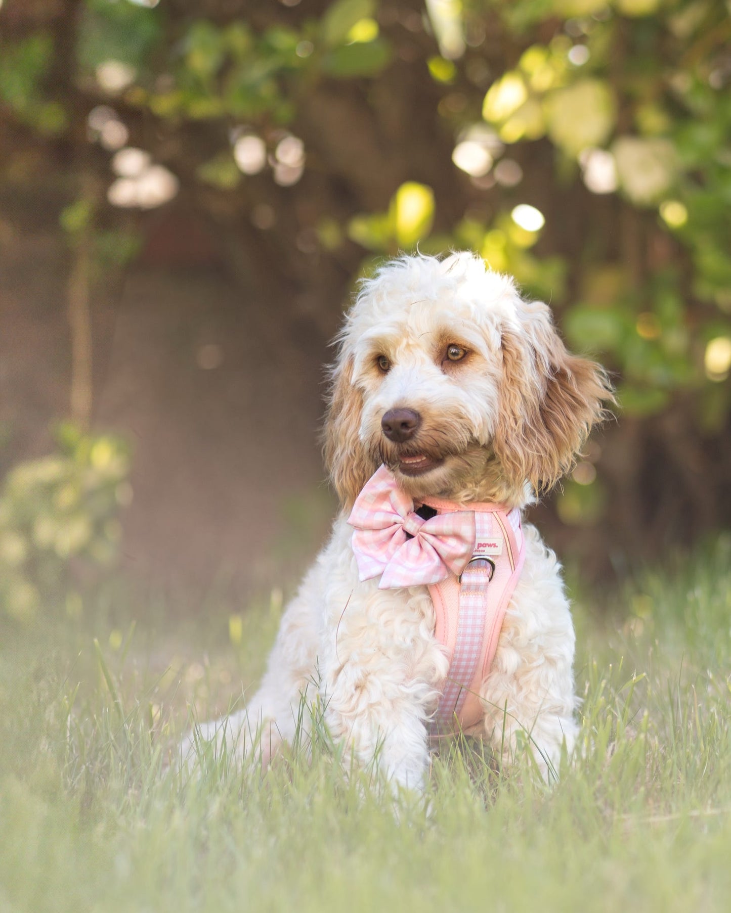 Strawberry Shortcake Wild Edition Harness