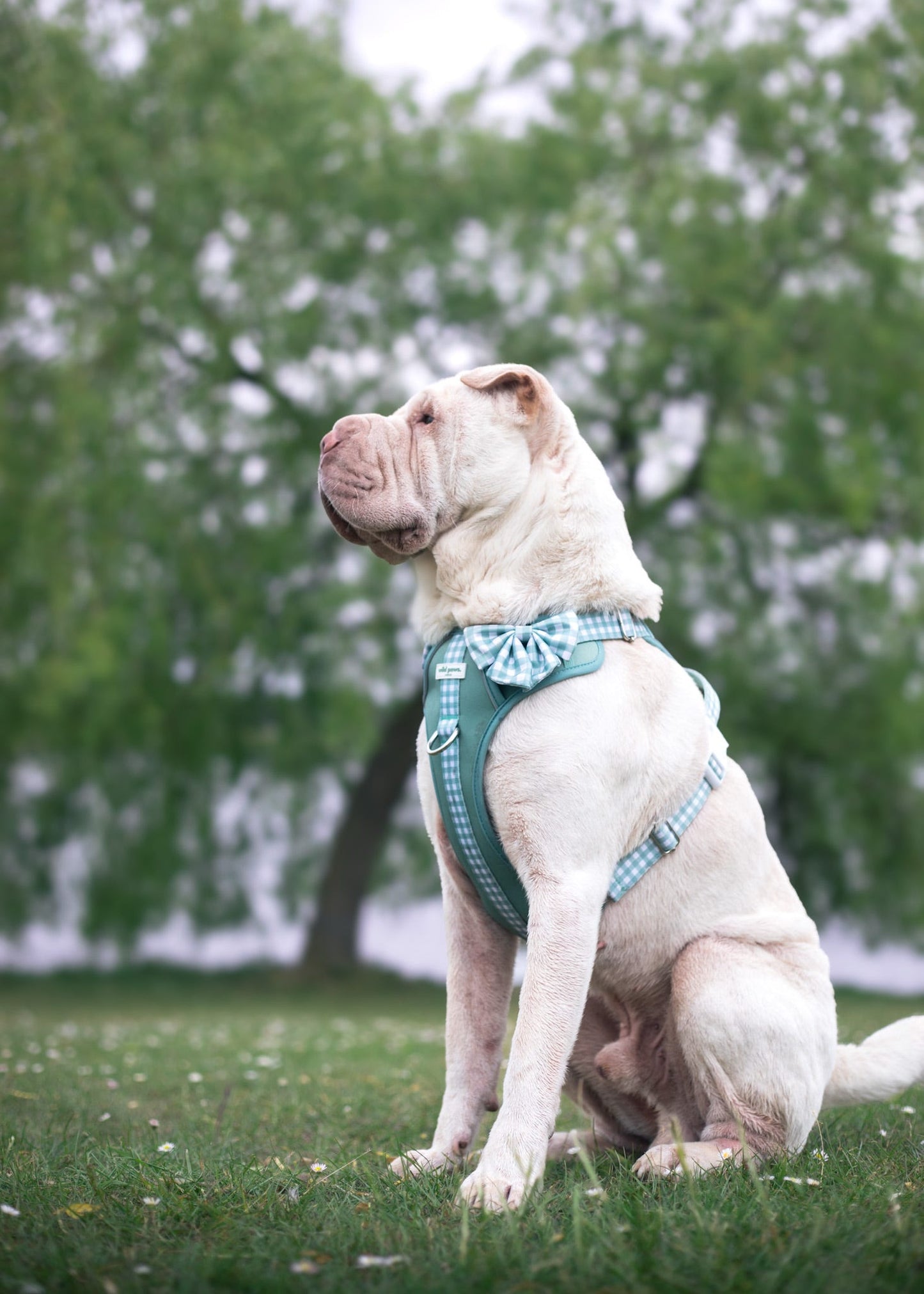 Matcha Milkshake Wild Edition Harness