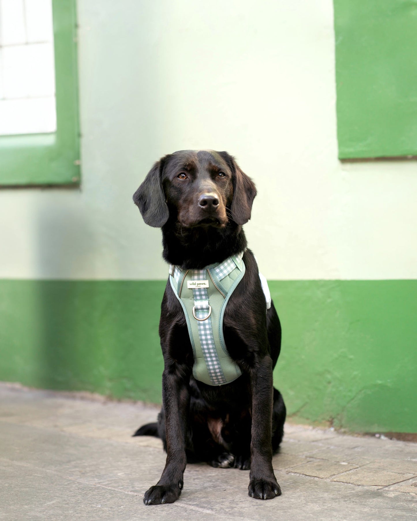 Matcha Milkshake Wild Edition Harness
