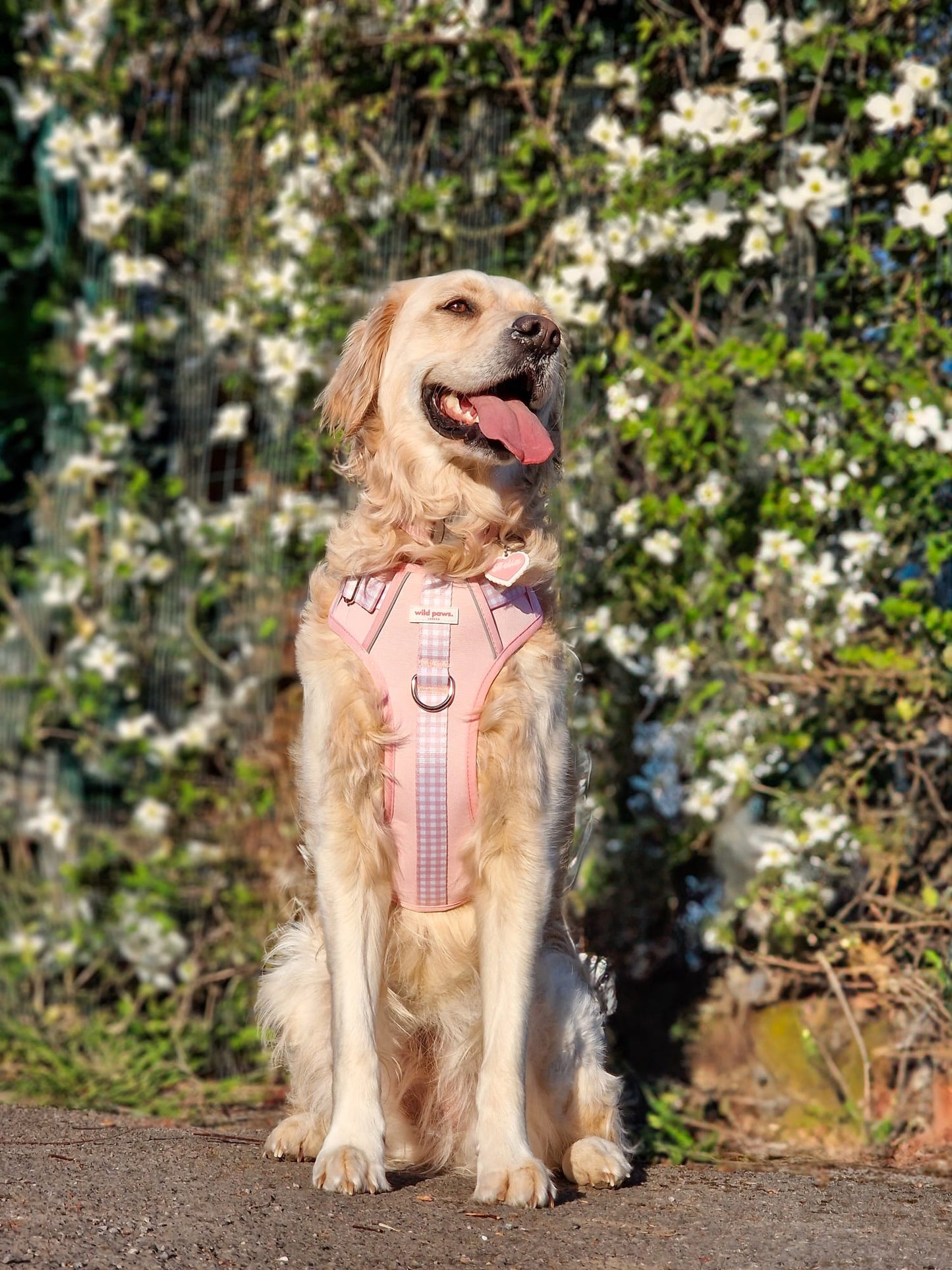 Strawberry Shortcake Wild Edition Harness
