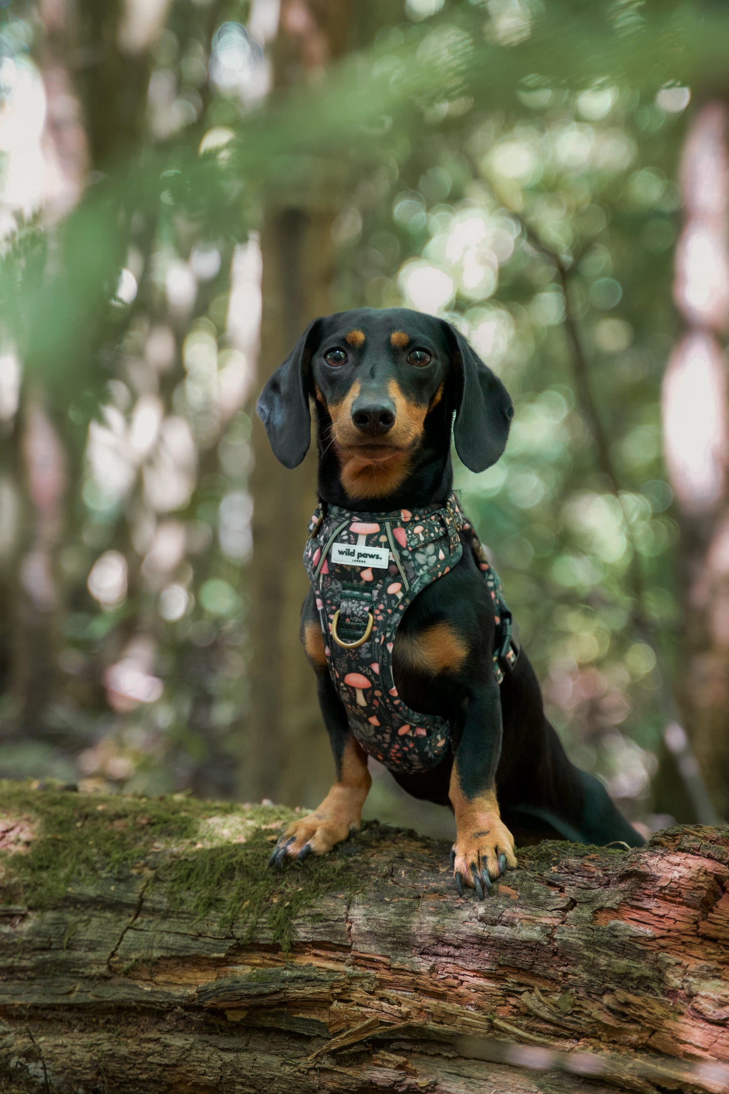 Fairytale Forest Wild Edition Harness