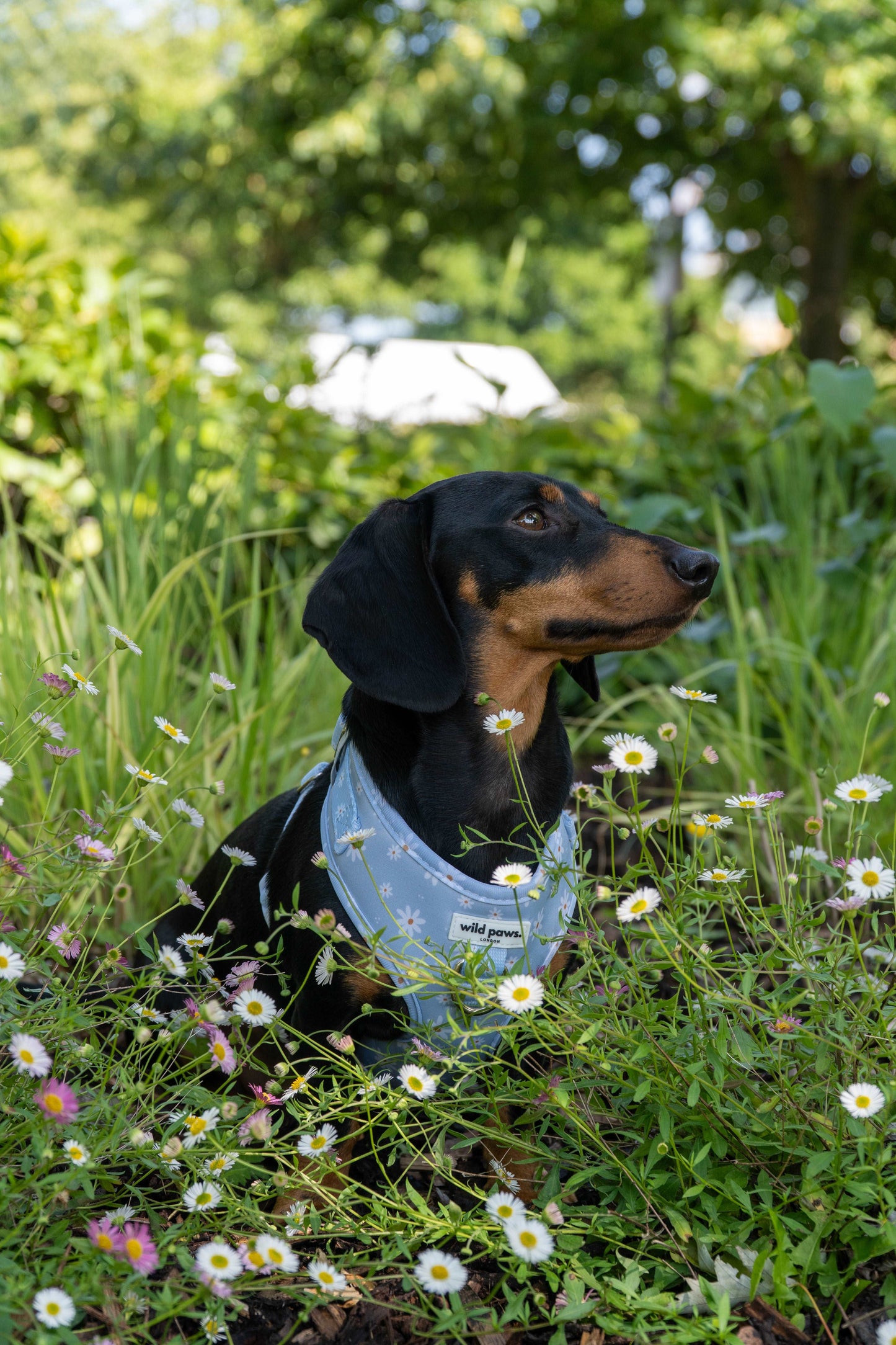 Daisy Dreams Adjustable Harness