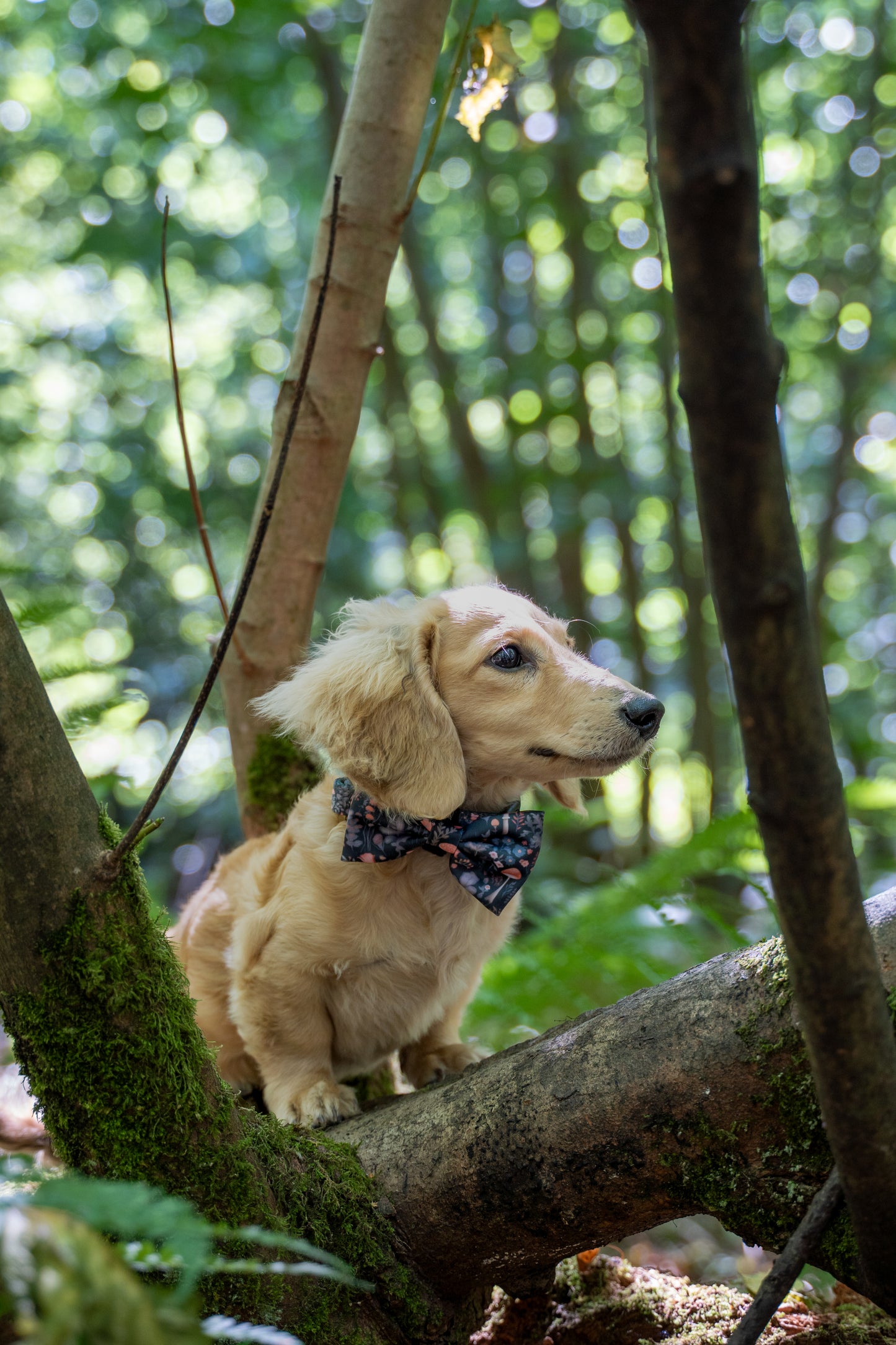Fairytale Forest Bow Tie