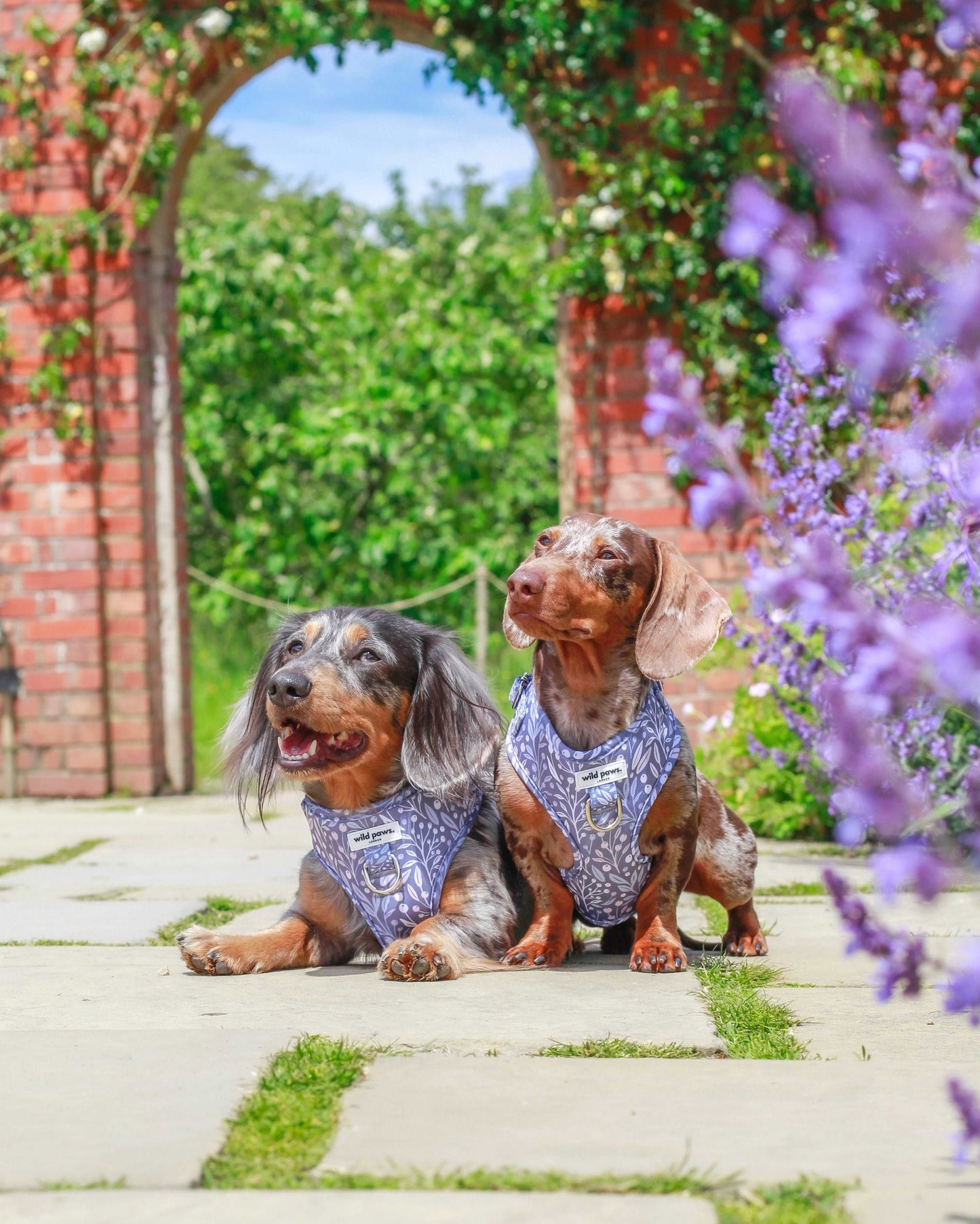 Berry Blue Adjustable Harness