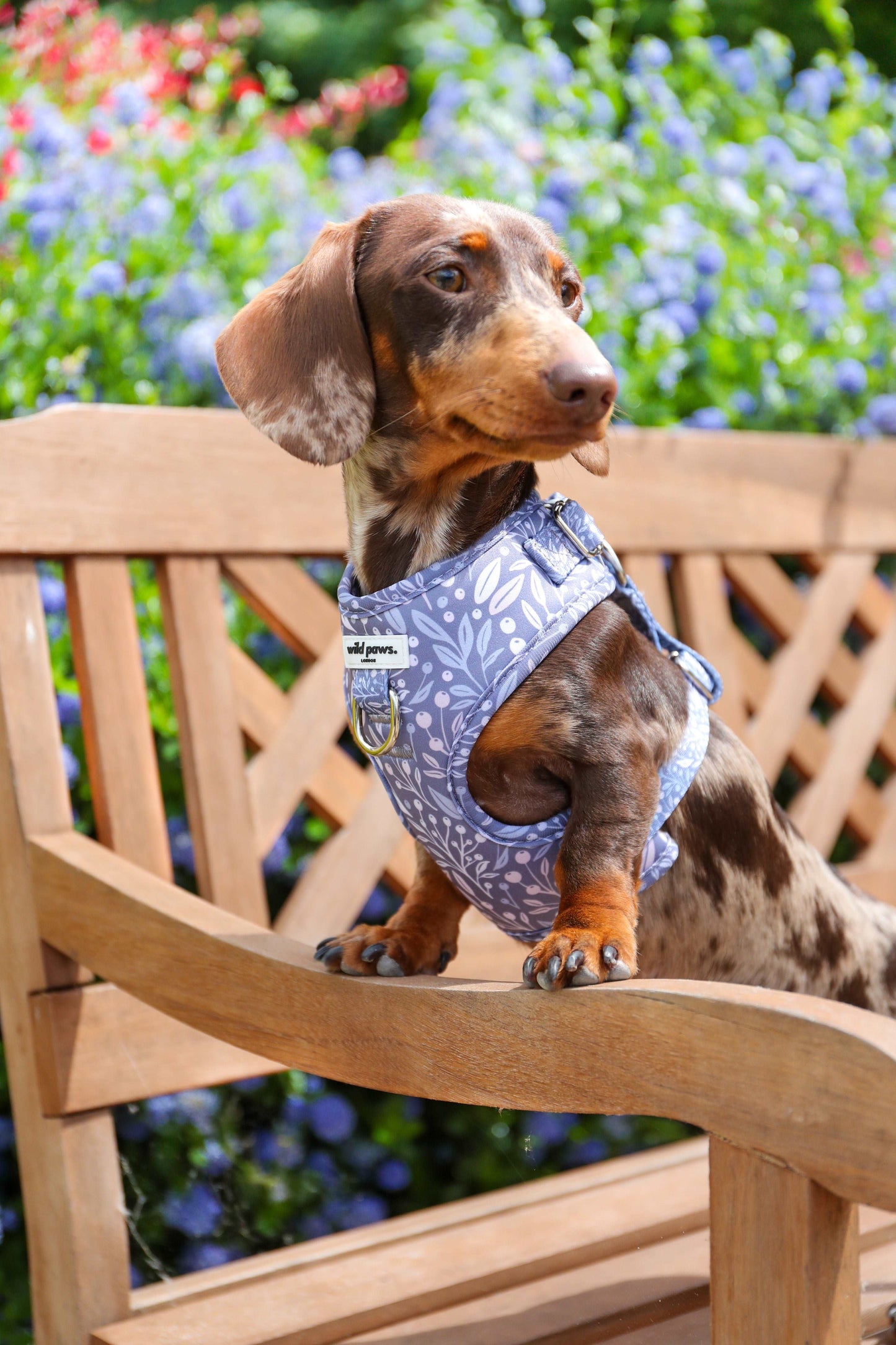 Berry Blue Adjustable Harness
