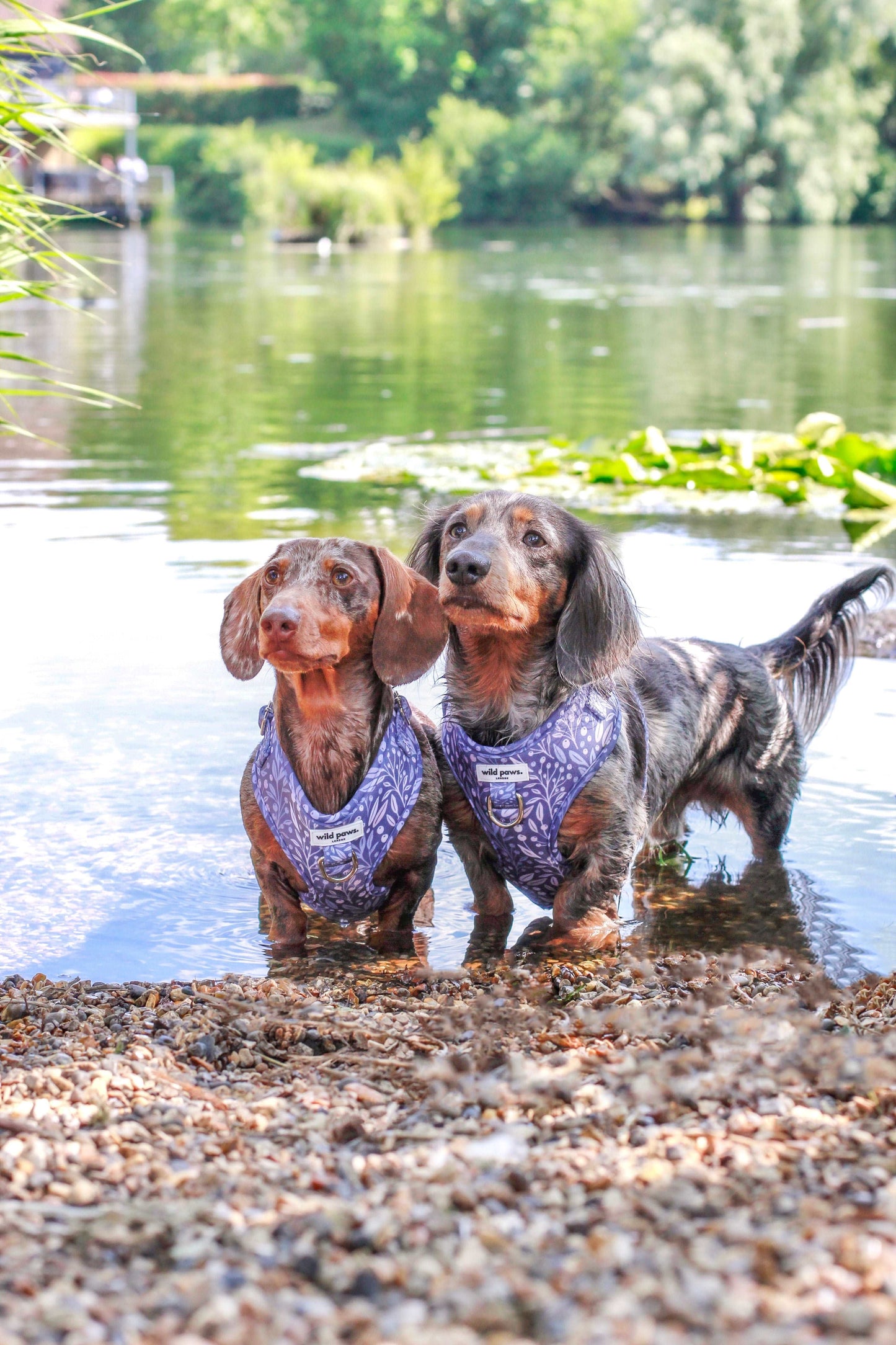 Berry Blue Adjustable Harness