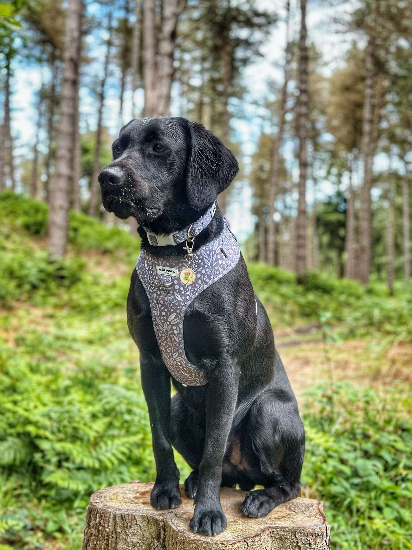 Berry Blue Adjustable Harness