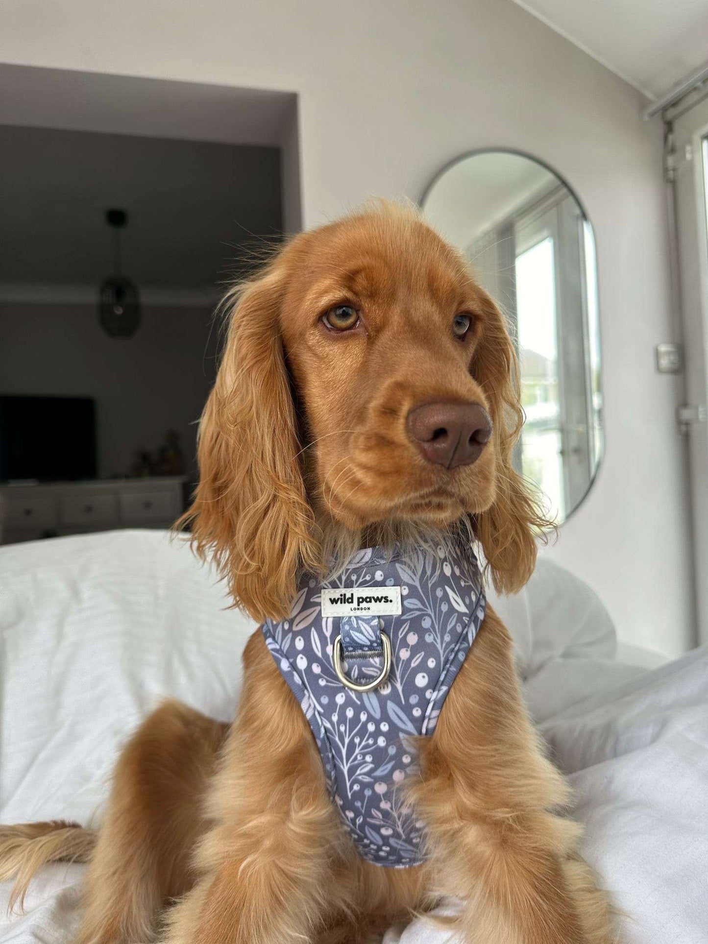 Berry Blue Adjustable Harness