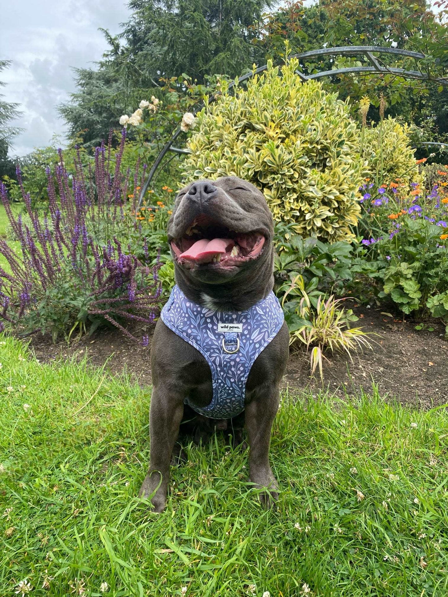 Berry Blue Adjustable Harness