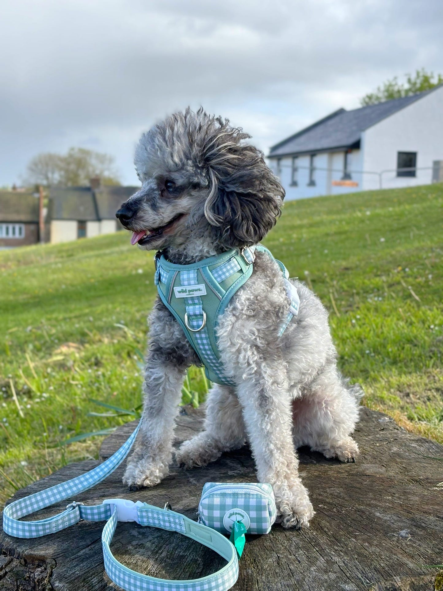 Matcha Milkshake Wild Edition Harness