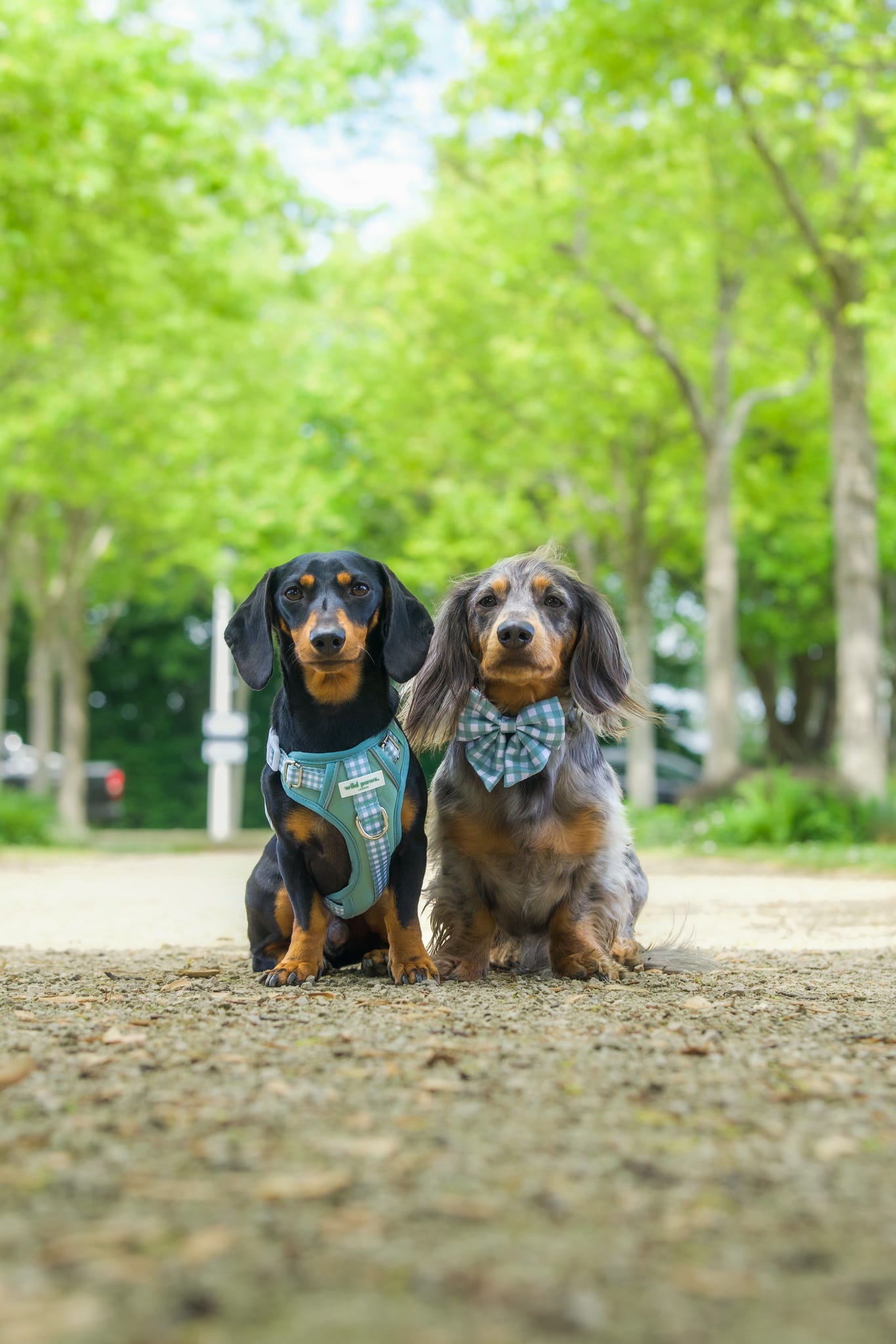 Matcha Milkshake Wild Edition Harness