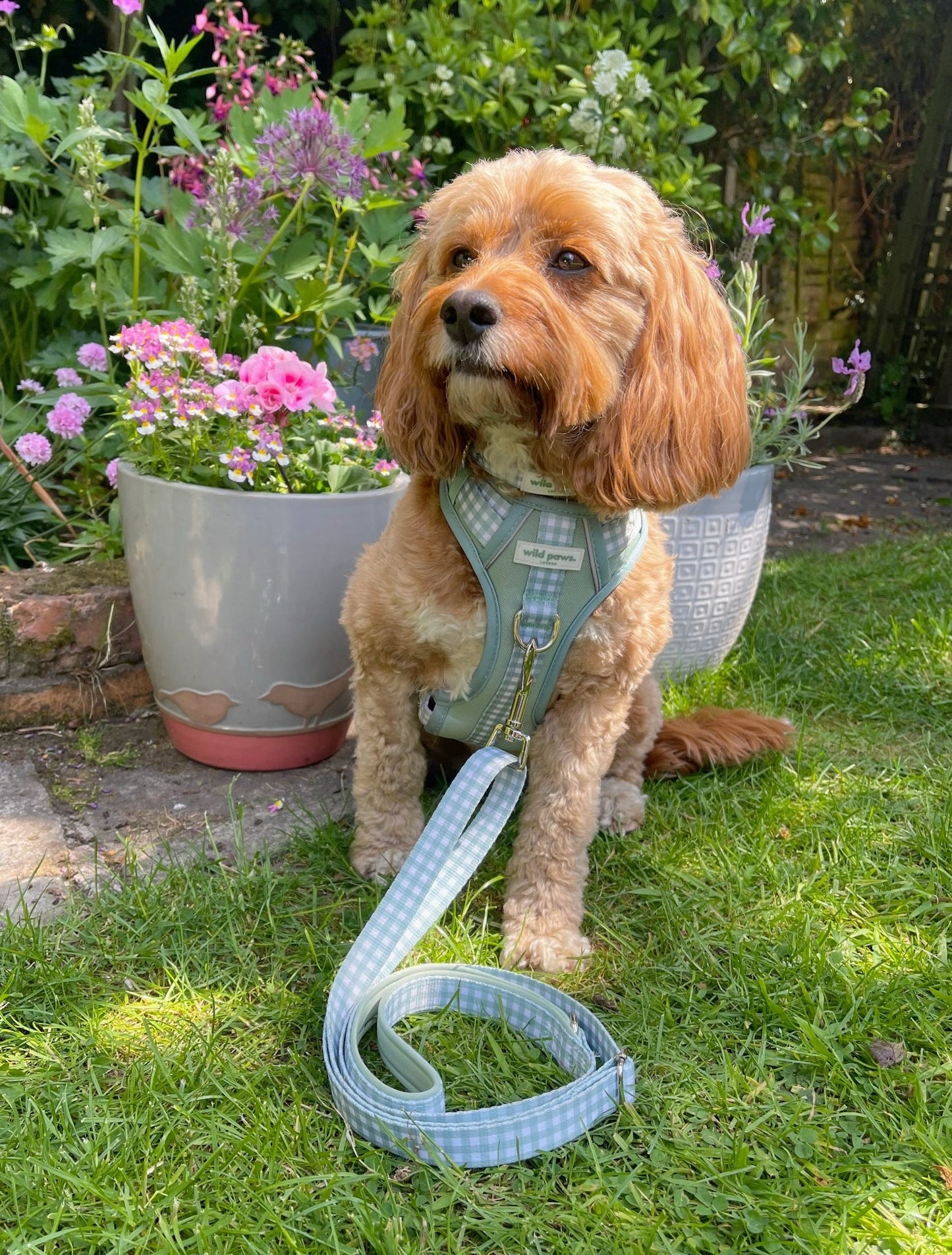 Matcha Milkshake Wild Edition Harness