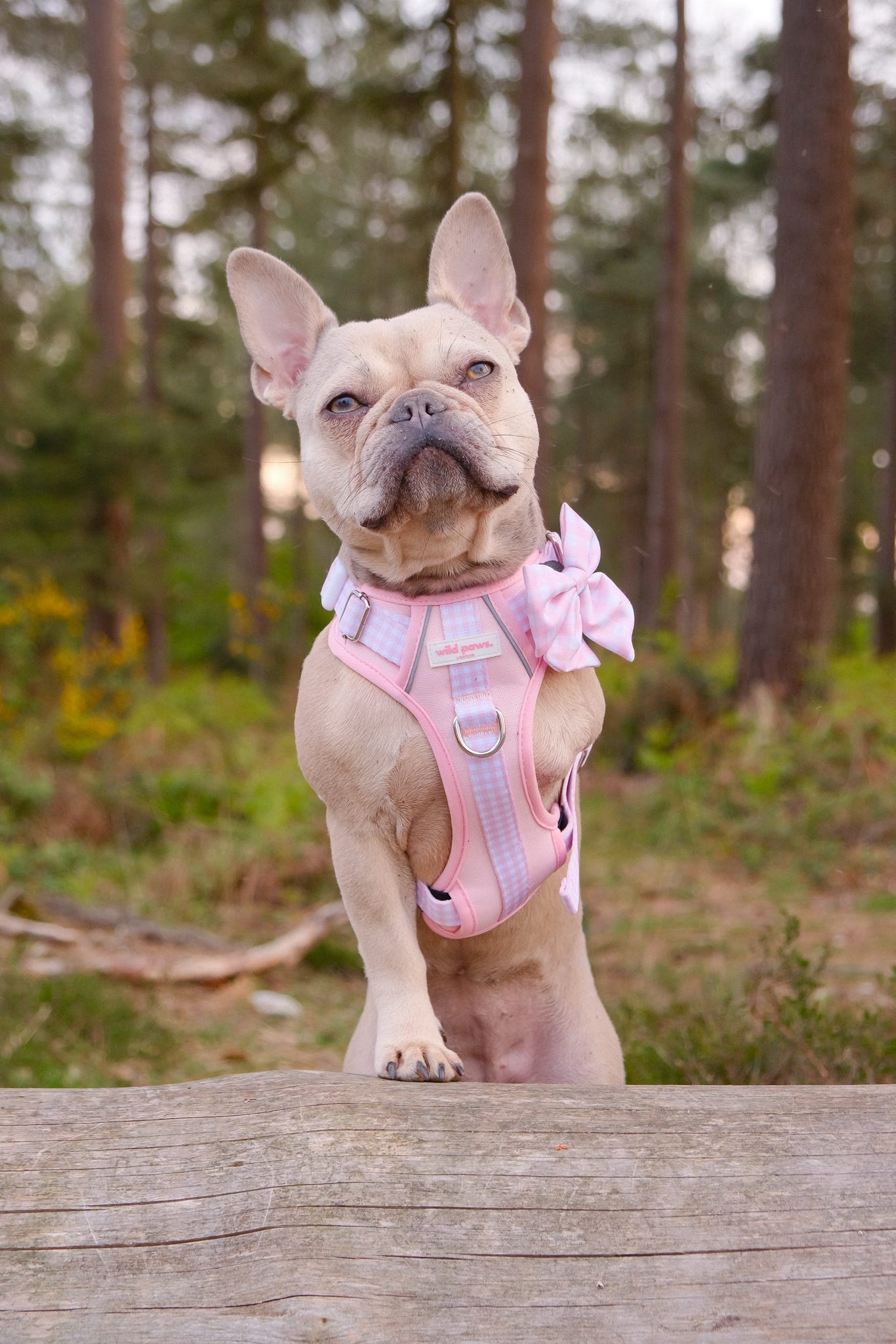 Strawberry Shortcake Wild Edition Harness