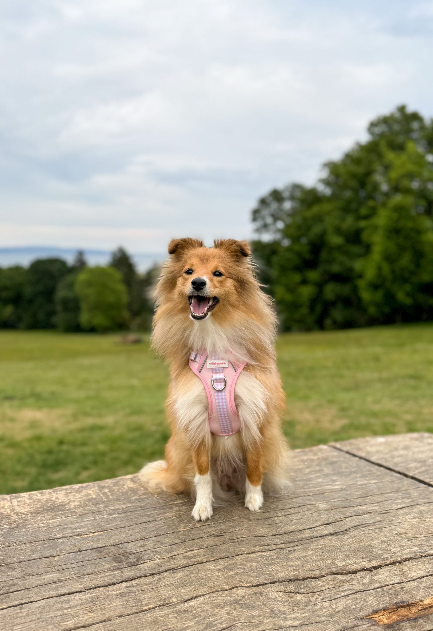 Strawberry Shortcake Wild Edition Harness
