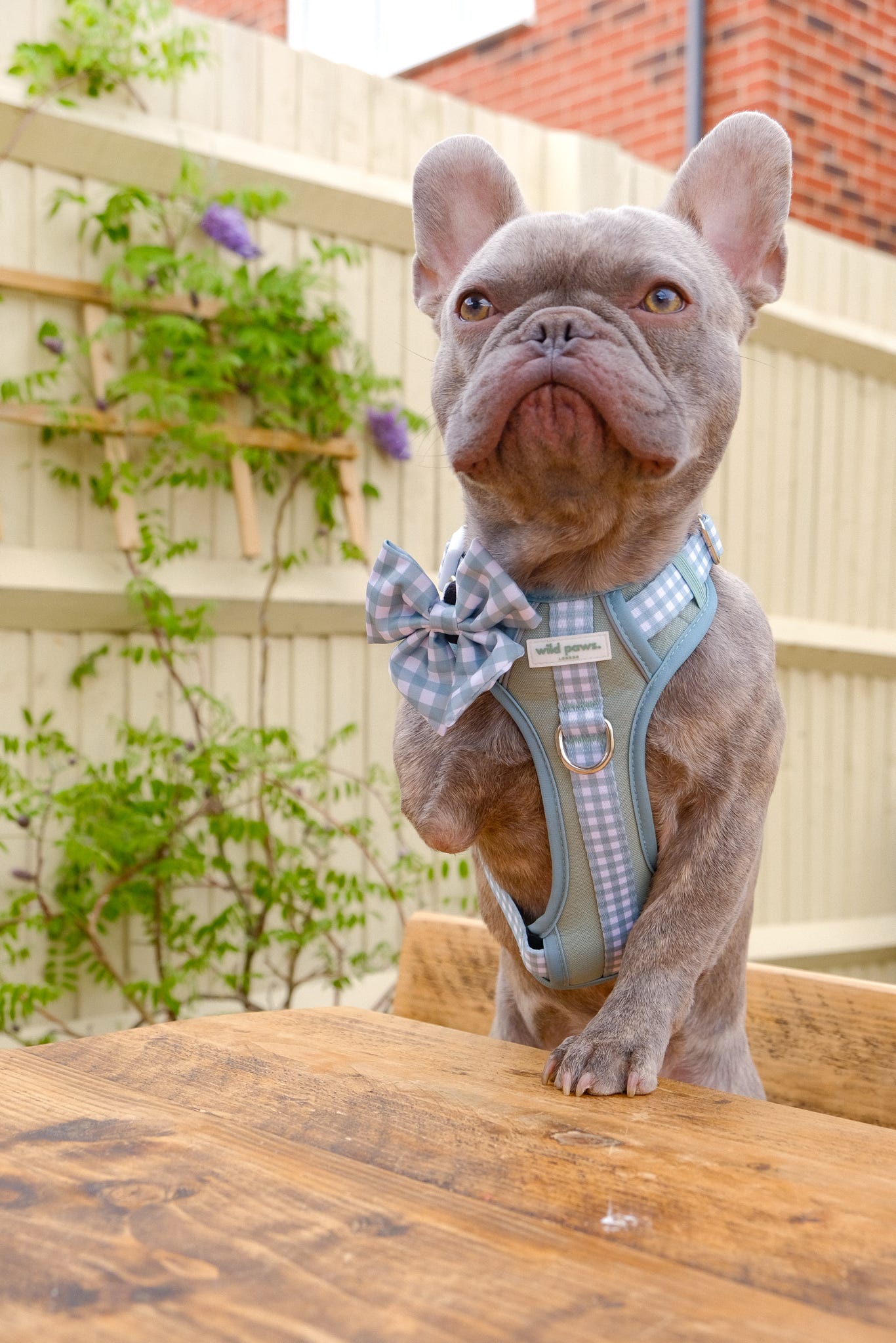 Matcha Milkshake Wild Edition Harness