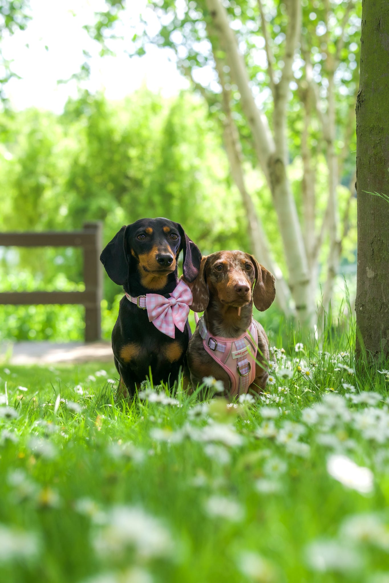 Strawberry Shortcake Wild Edition Harness