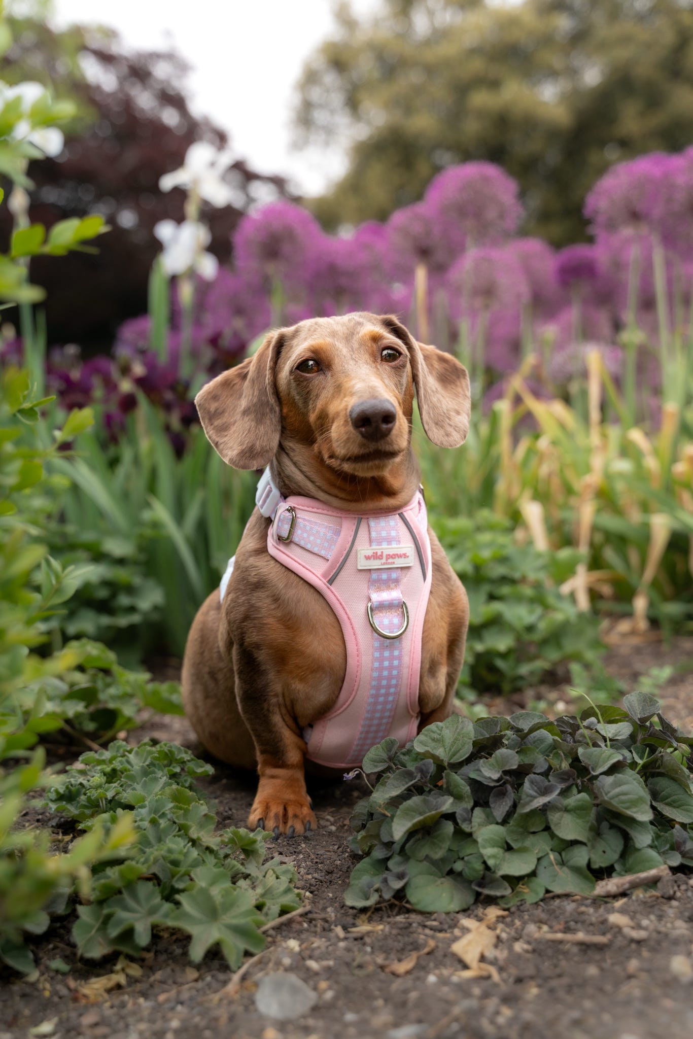 Strawberry Shortcake Wild Edition Harness