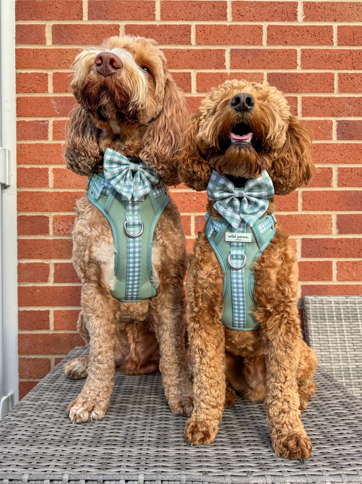 Matcha Milkshake Wild Edition Harness