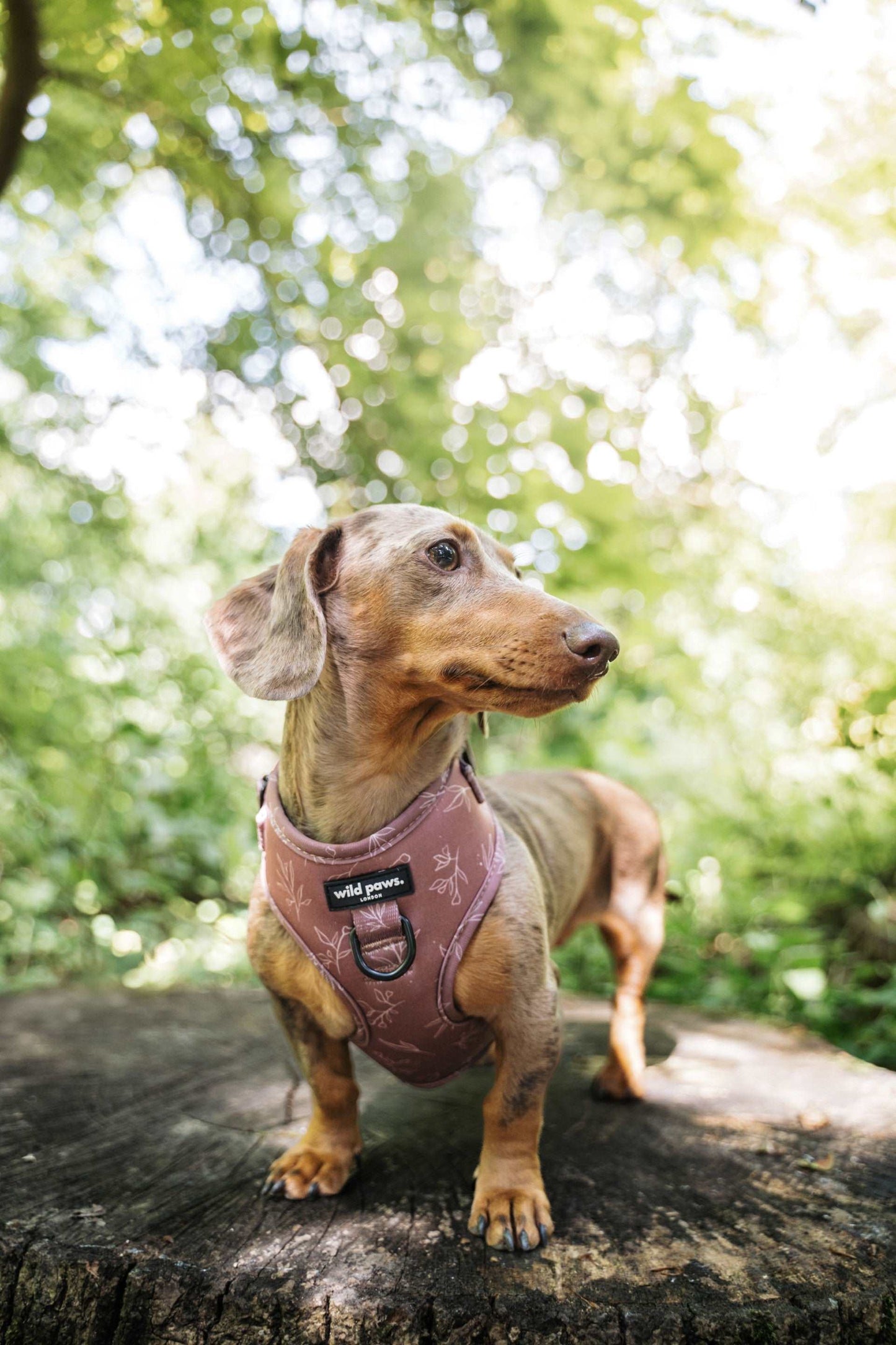 Terracotta Springs Adjustable Harness
