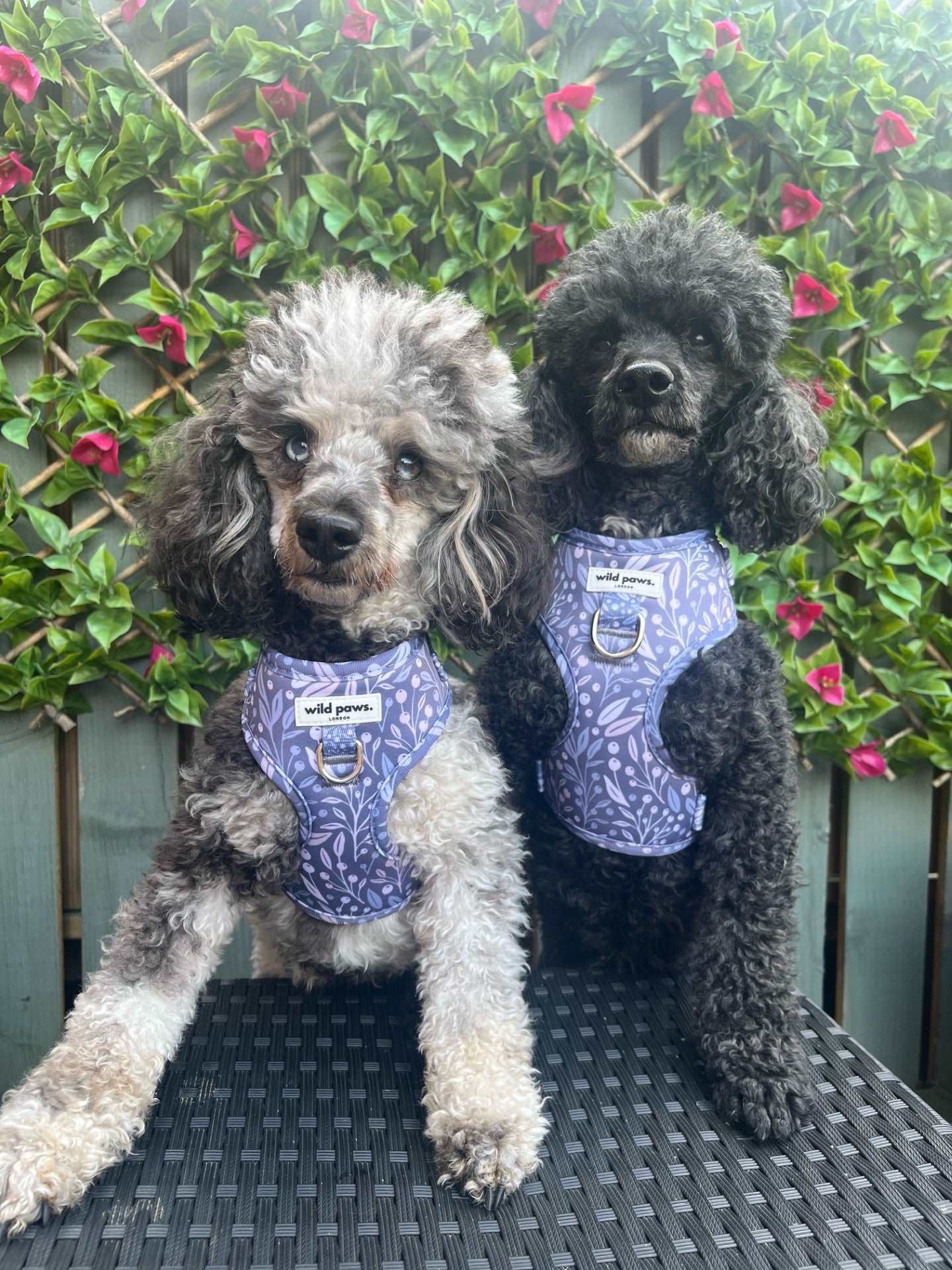 Berry Blue Adjustable Harness