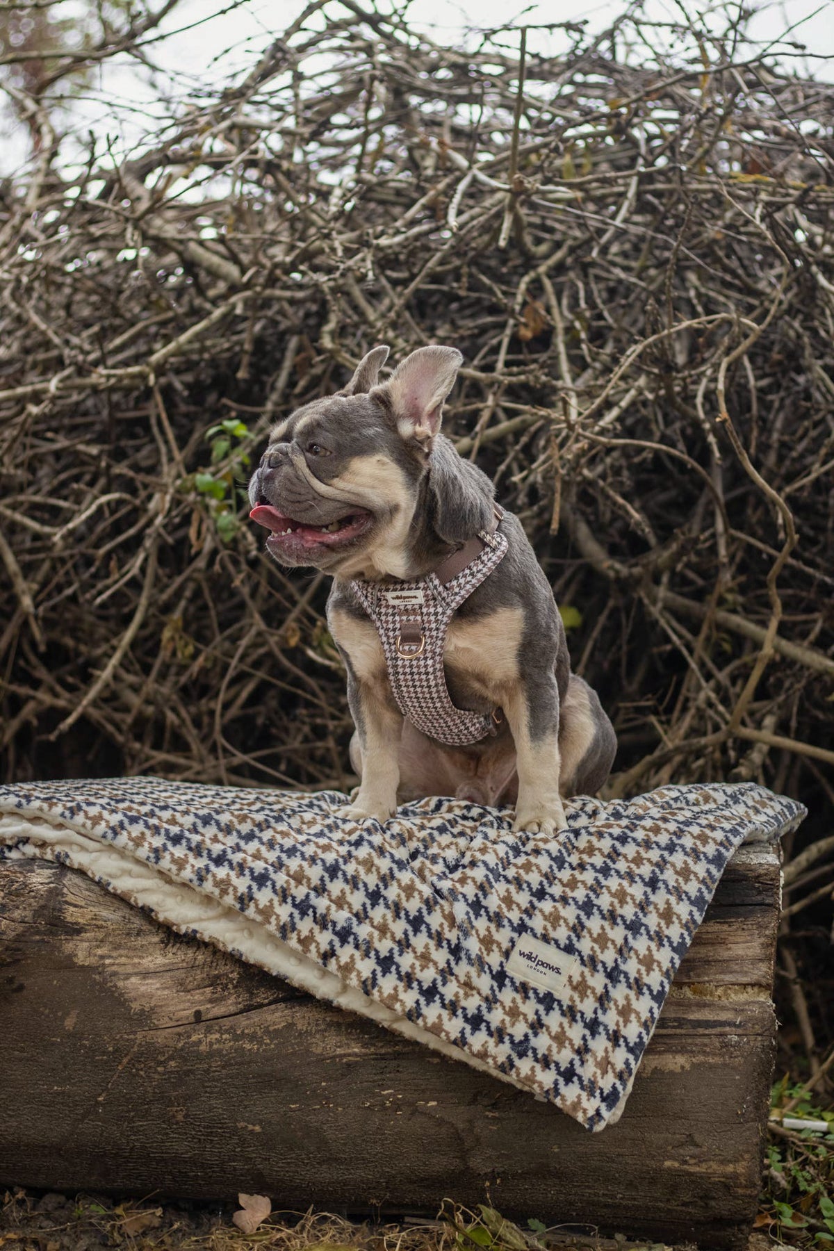 Acorn Acres Blanket - Cosy Size